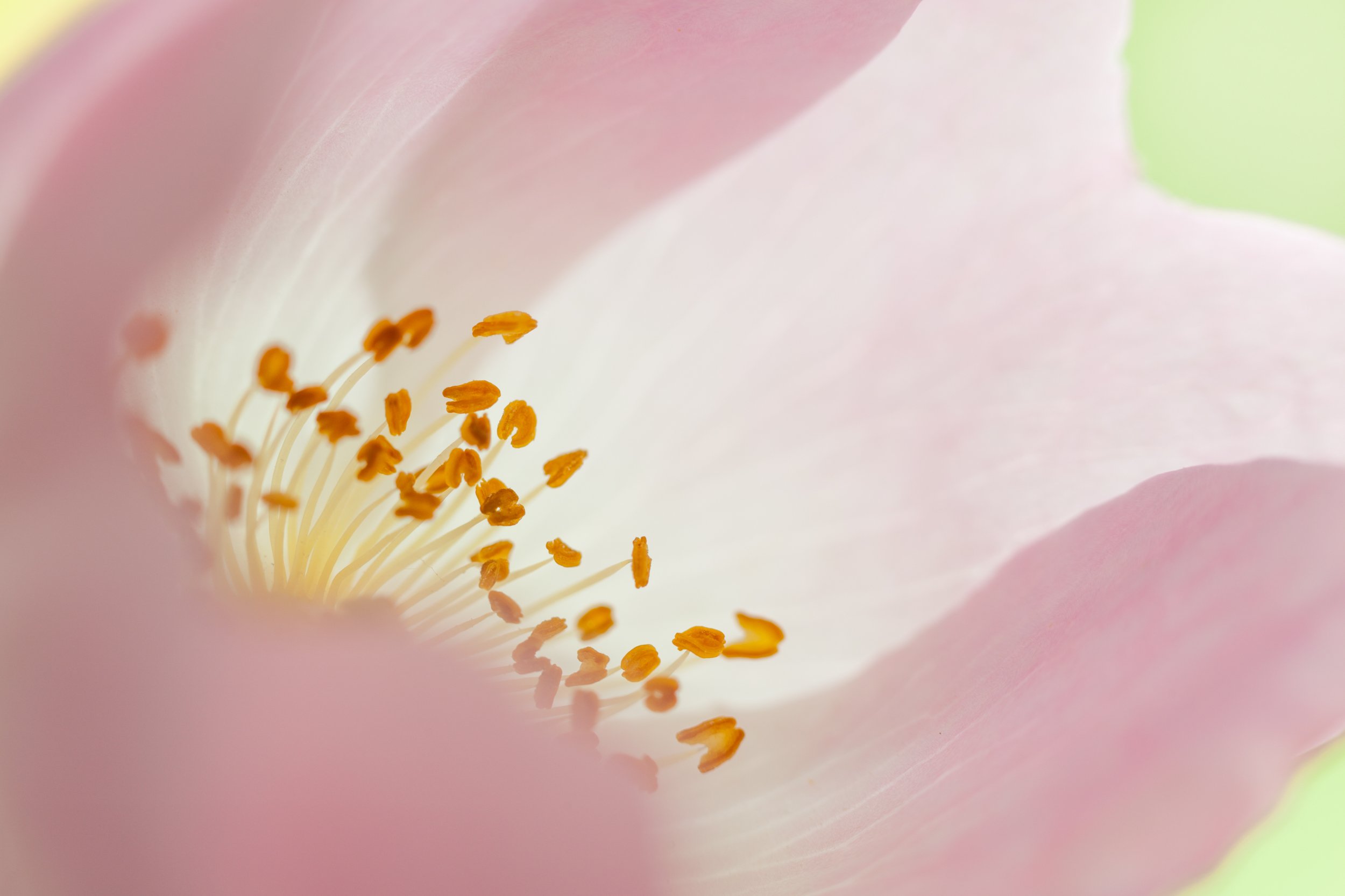 Flower Power: 8 Best Practices