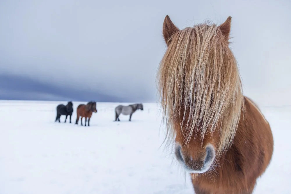 iceland-110.jpg
