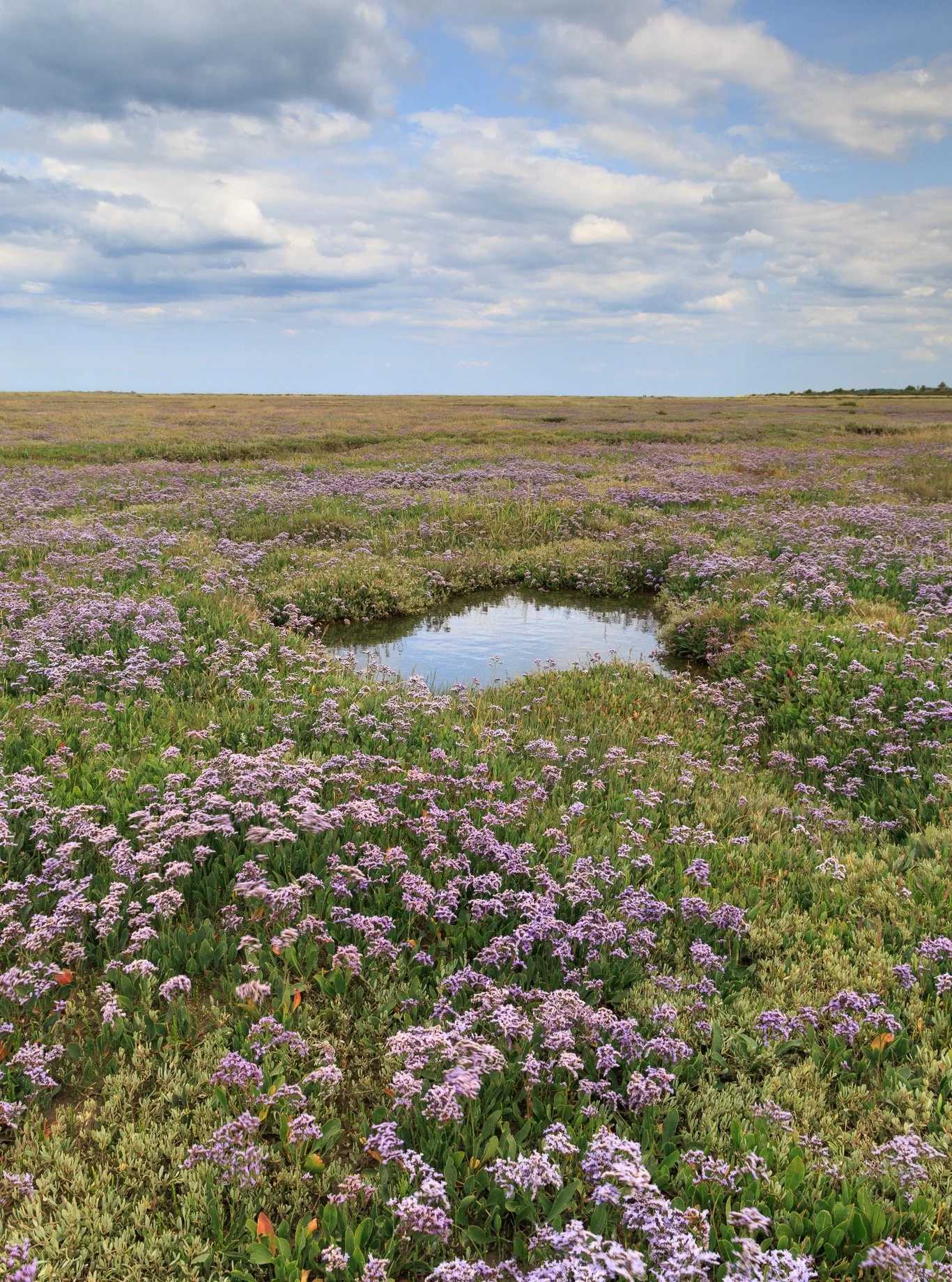 A few quick images from this week's Saltmarsh &amp; Sea Lavender workshops on the Norfolk coast... which one is your favourite?