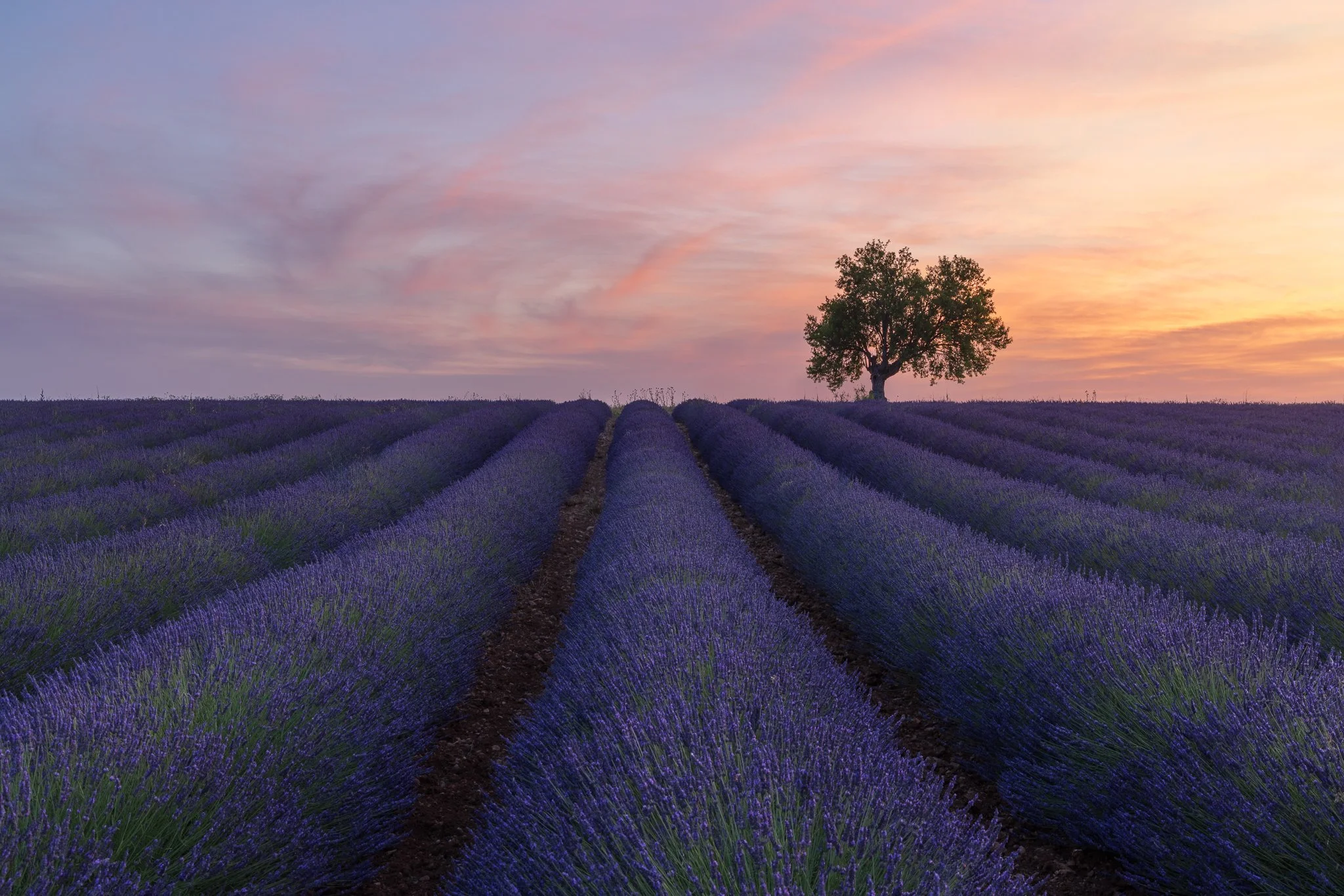 First image from a very hot recce trip to Provence for lavender season. It's a total sensory experience, the sight and smell of the endless rows of purple is incredible, not to mention the hum of the buzzing bees.