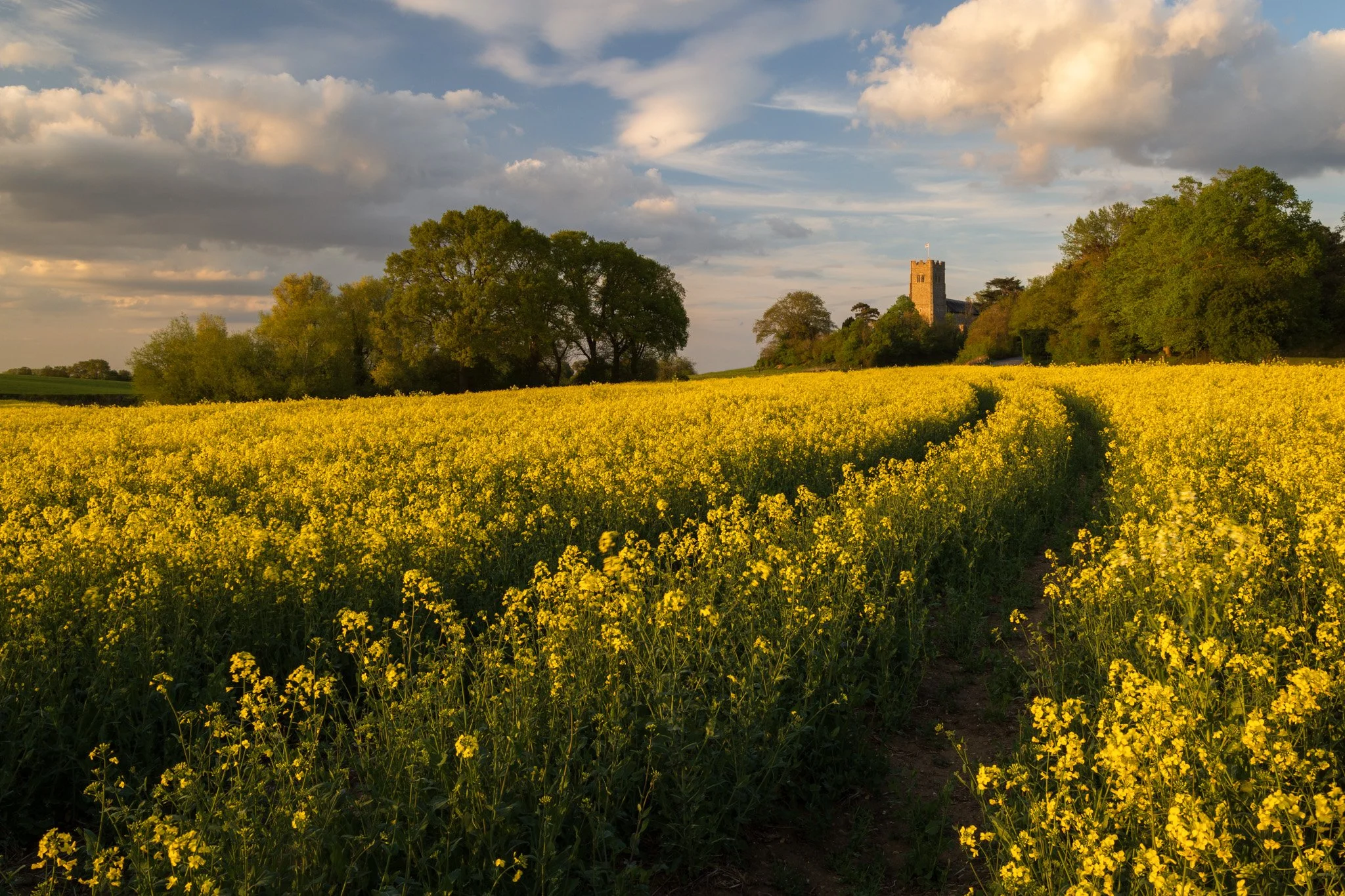 It's hard to resist a yellow field... I drove past this one a week or two ago and this evening I finally found time to go back with the camera. 

Quite often what looks good driving past in the car doesn't turn out to be as good when you actually sto