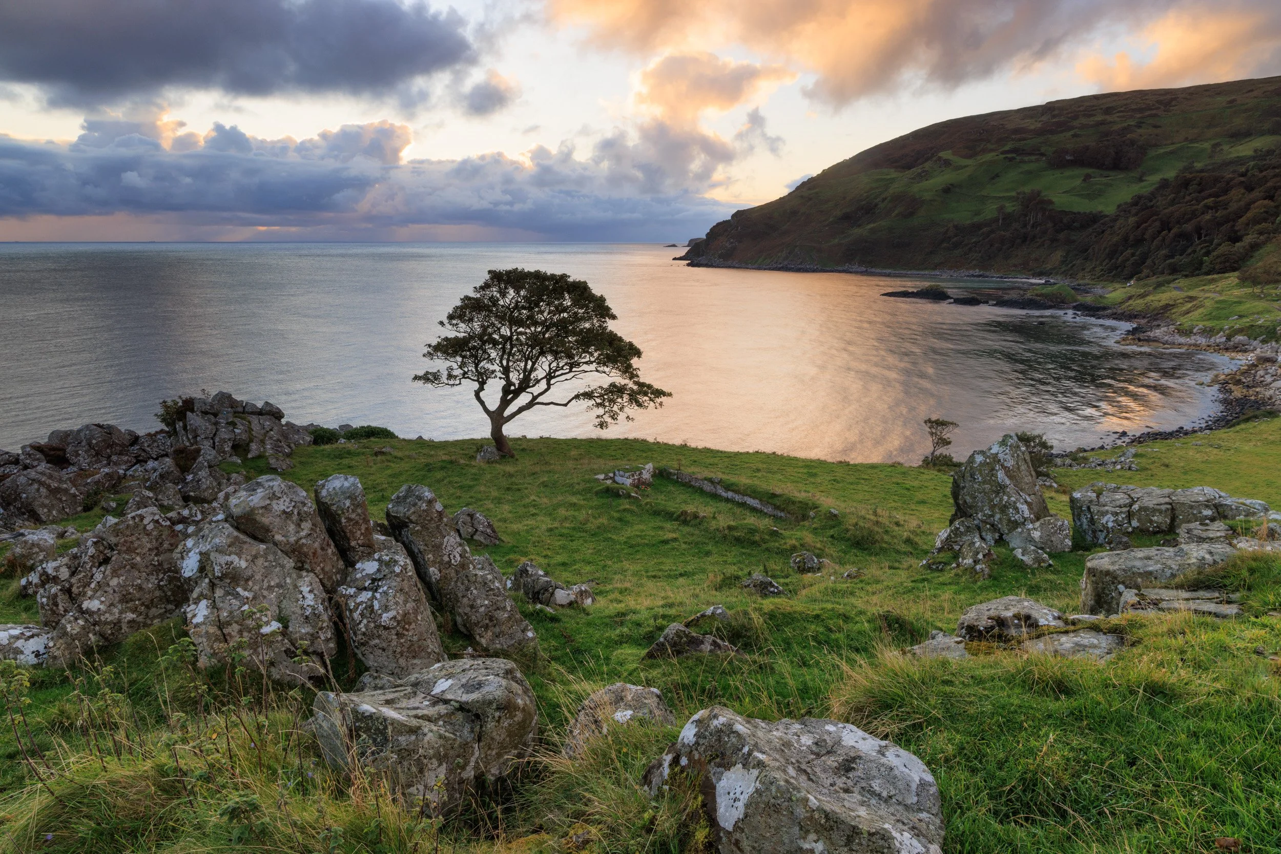 The lone tree at Murlough Bay