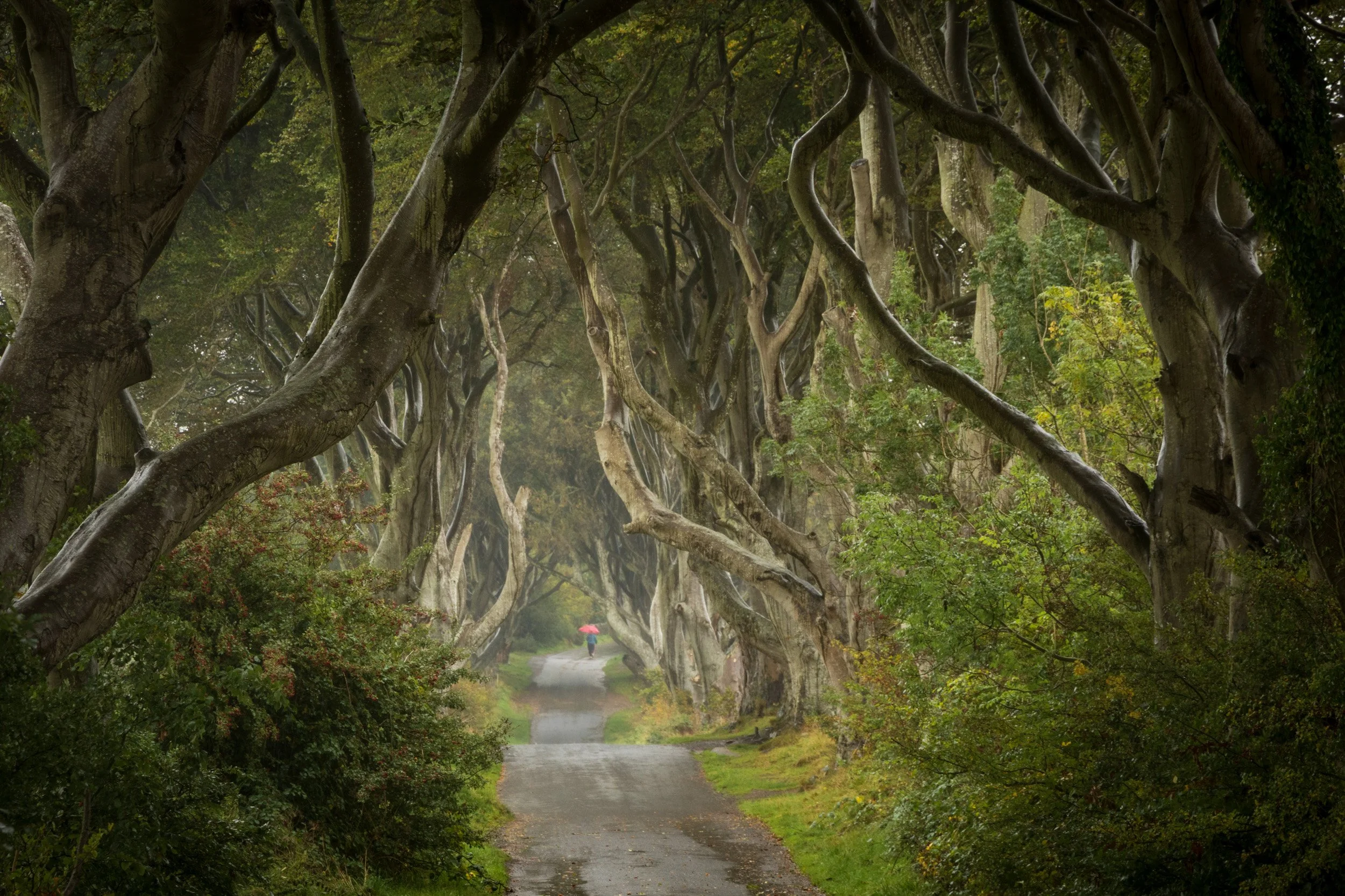 A rainy day at the Dark Hedges