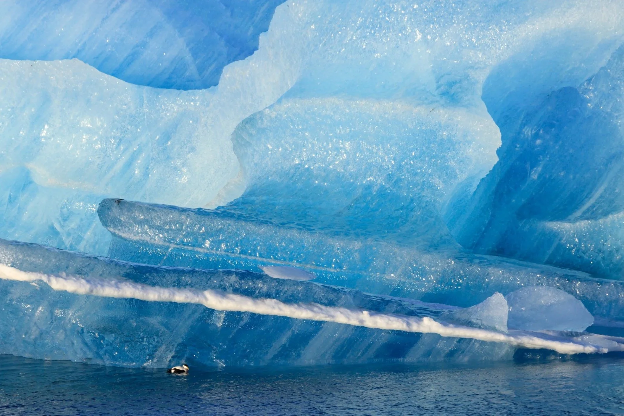 An eider duck at Jökulsárlón glacial lagoon