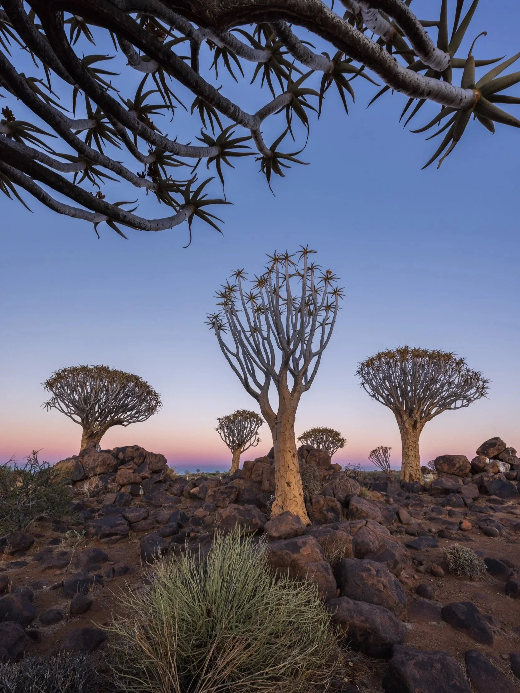 Quiver trees at dawn, Namibia