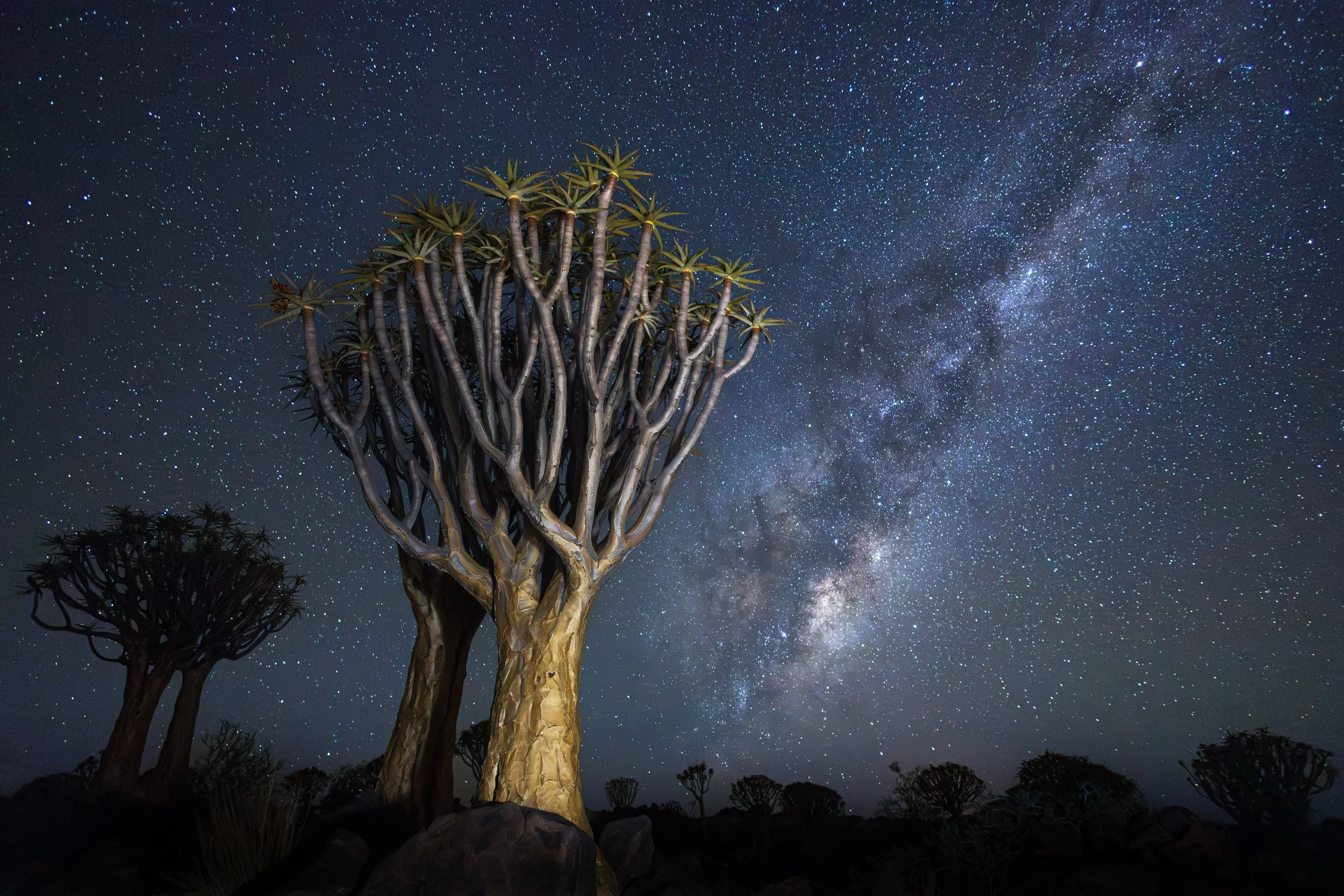 Quiver trees and the Milky Way