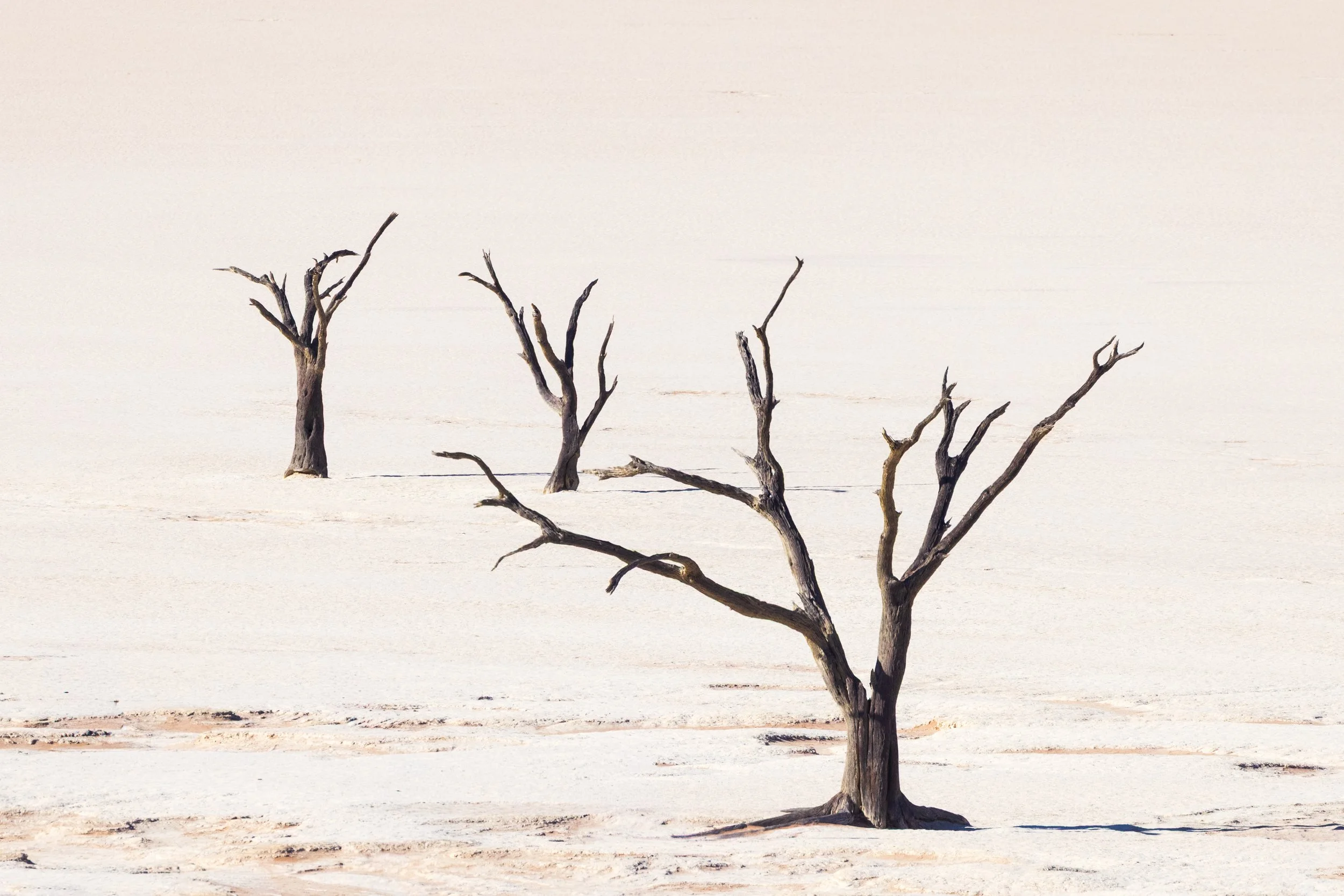 Deadvlei relics