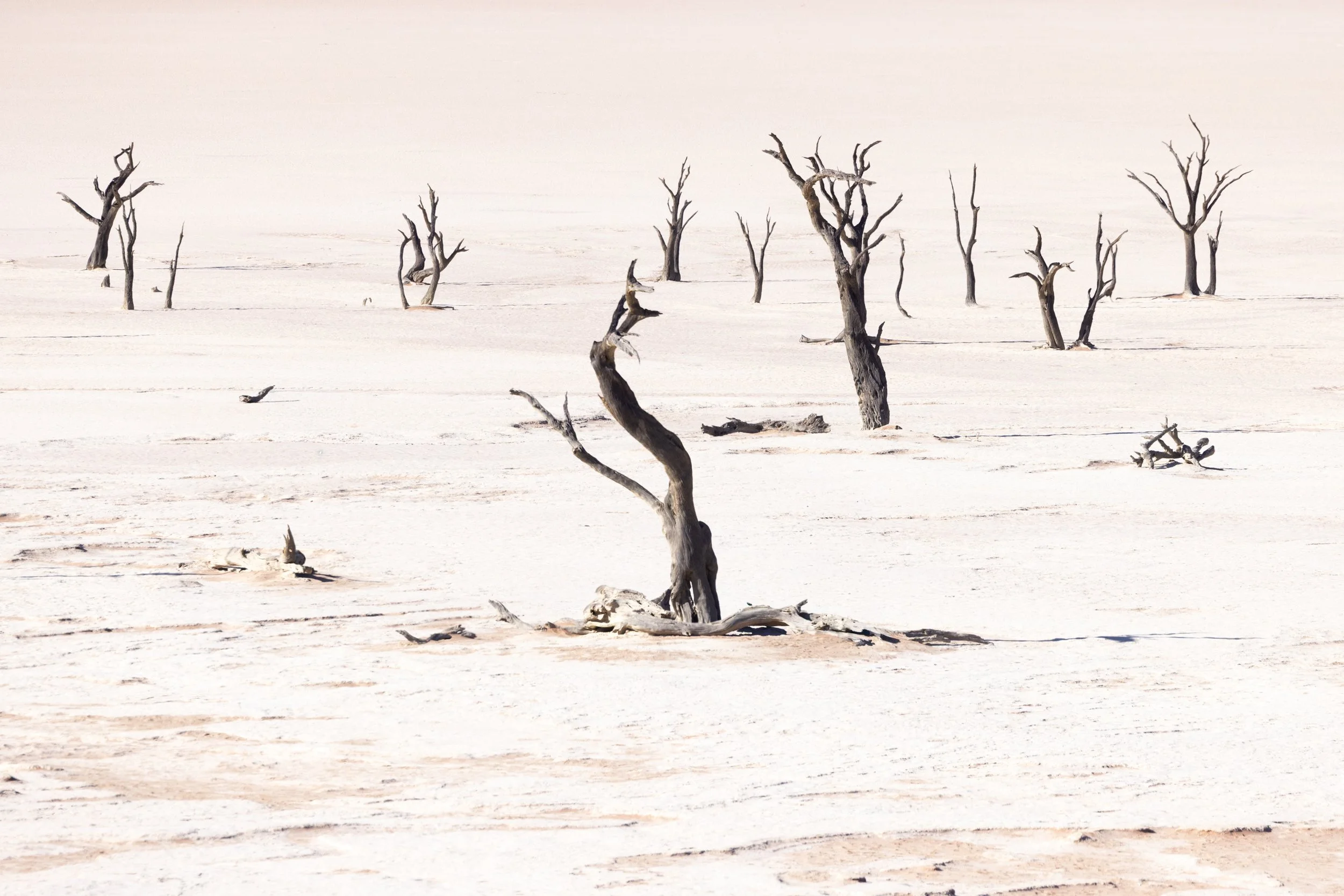 Deadvlei relics