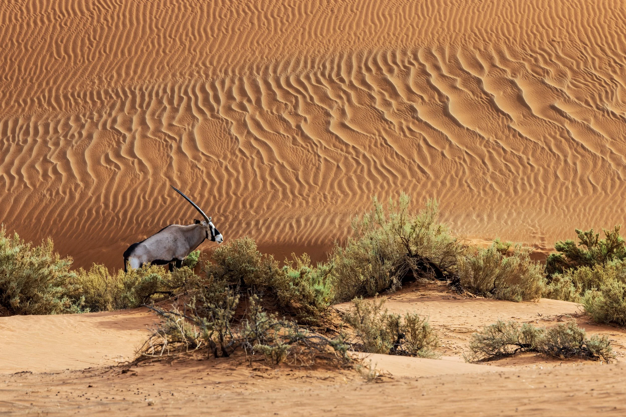 NAMIBIA-34.jpg