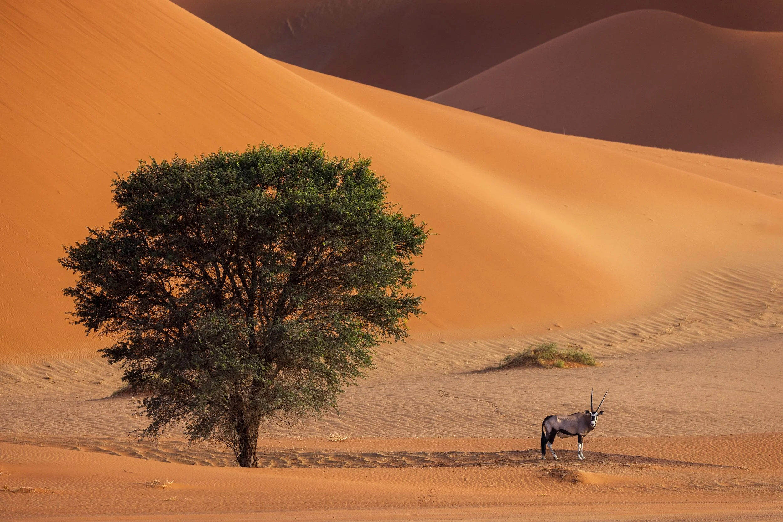Life in a harsh environment no.2