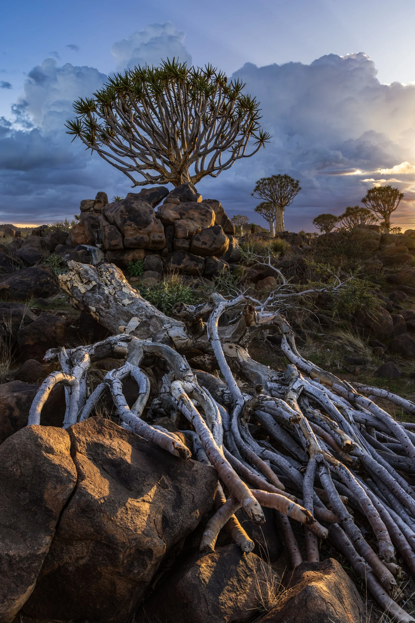 Quiver tree forest