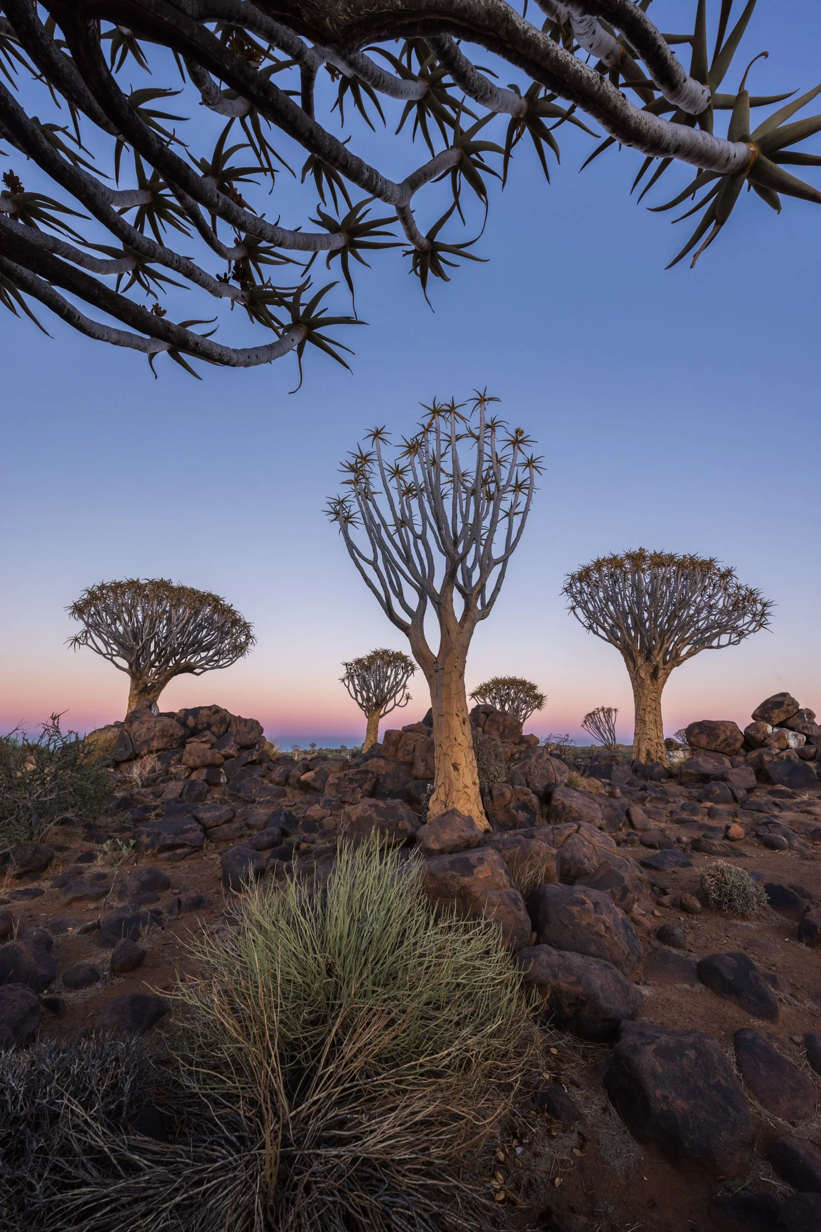 Quiver trees at dawn