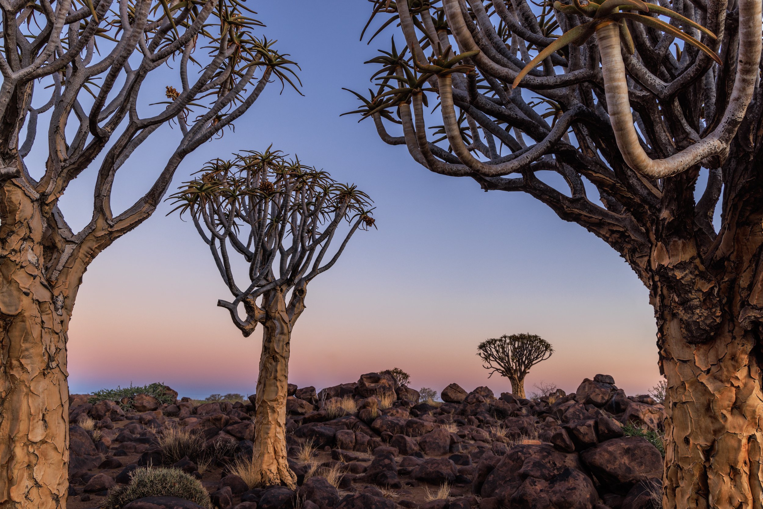 Quiver trees at dawn
