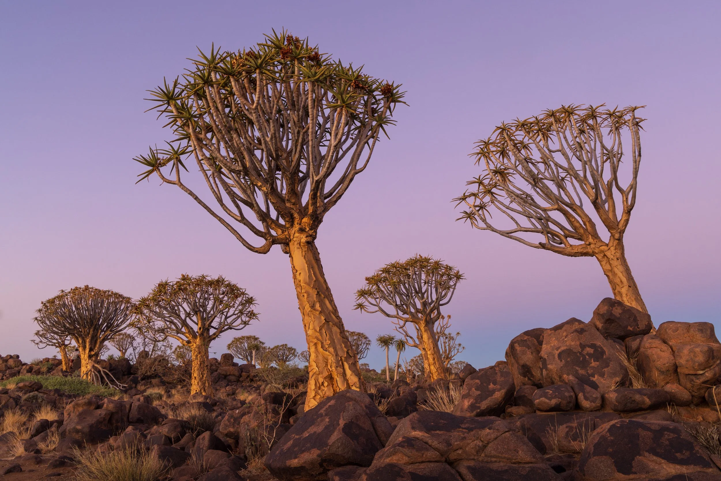 Quiver trees at dusk
