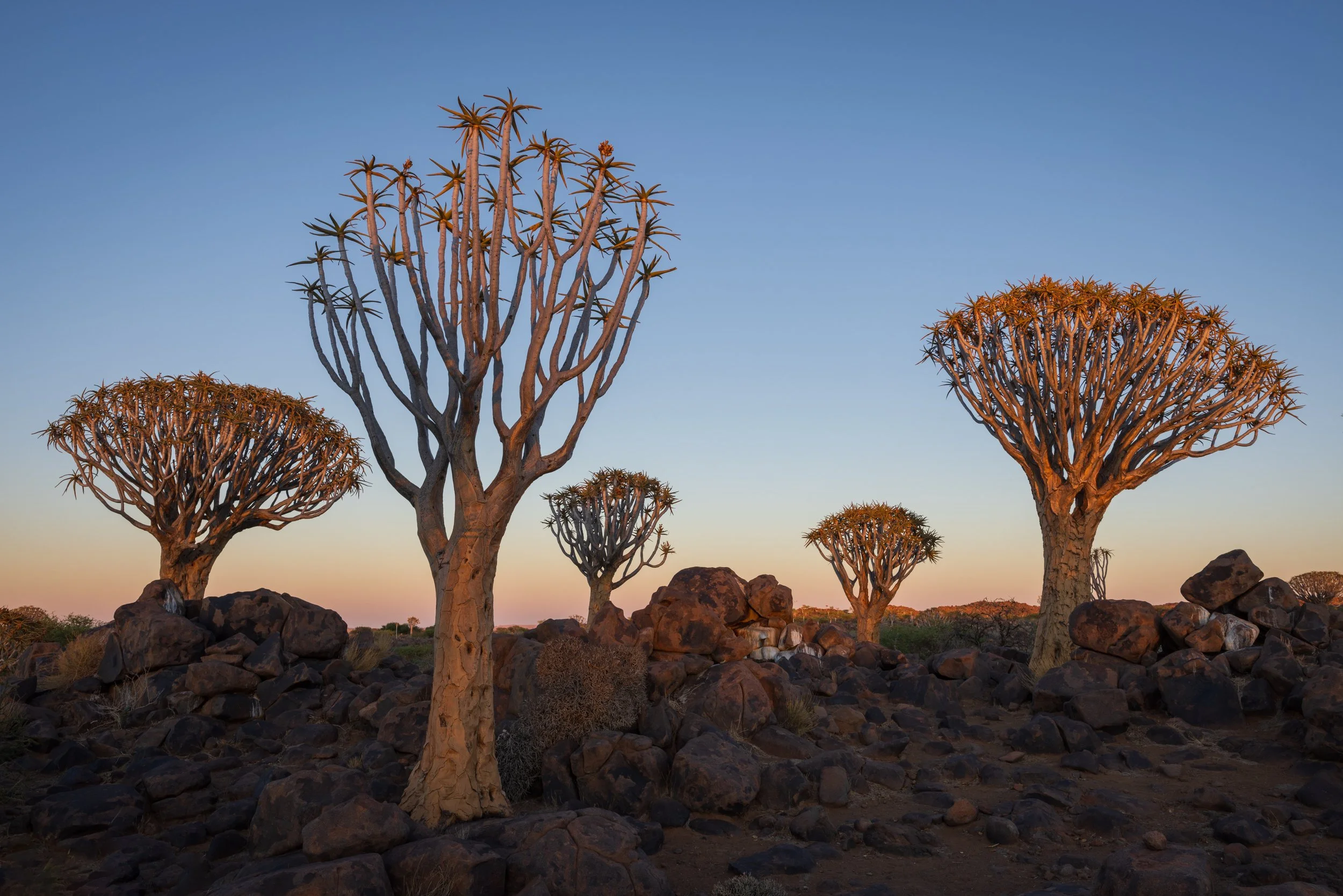 Quiver trees at dawn