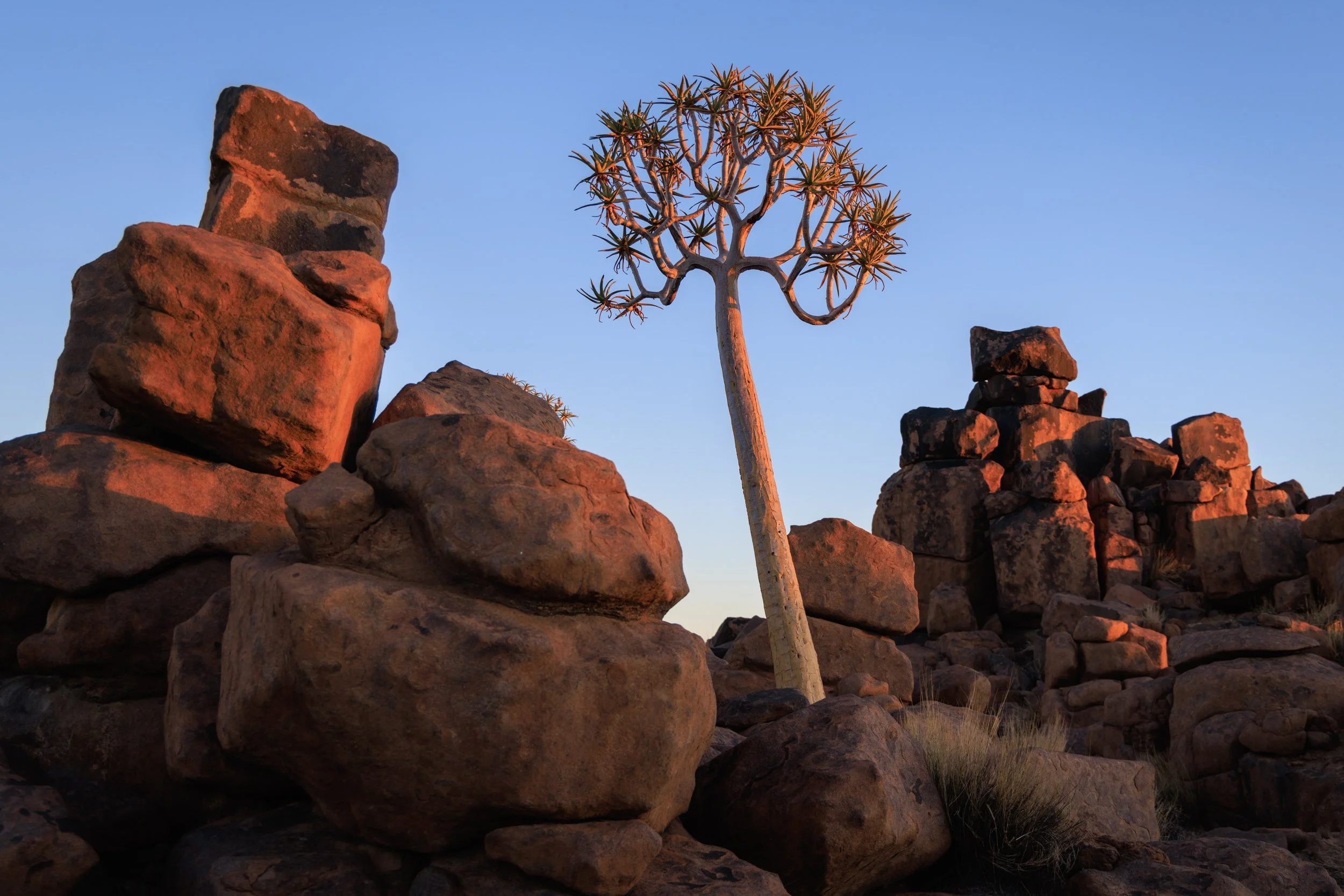Quiver trees in the Giant's Playground