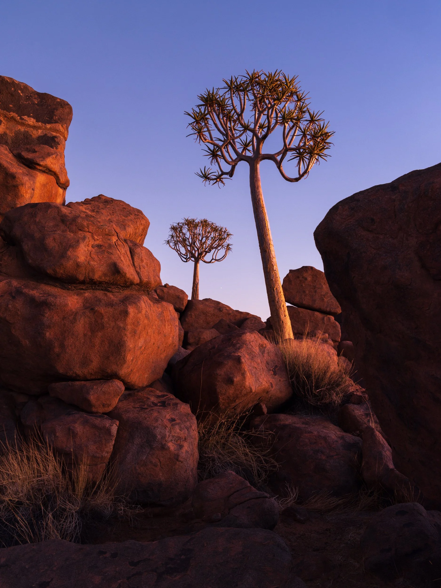 Quiver trees in the Giant's Playground