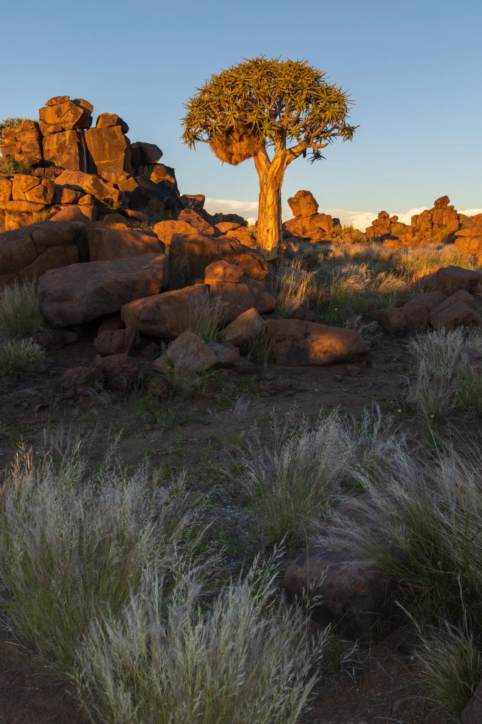 Quiver trees in the Giant's Playground
