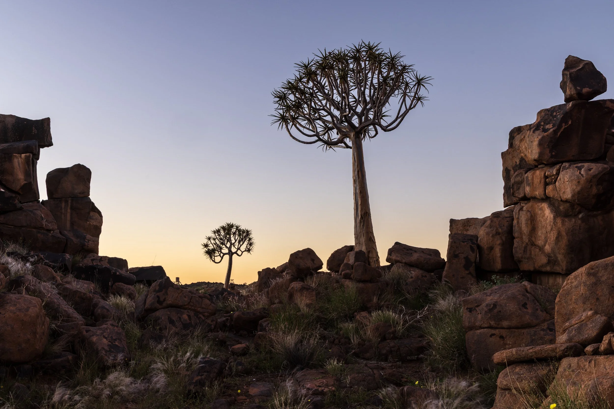 Quiver trees in the Giant's Playground