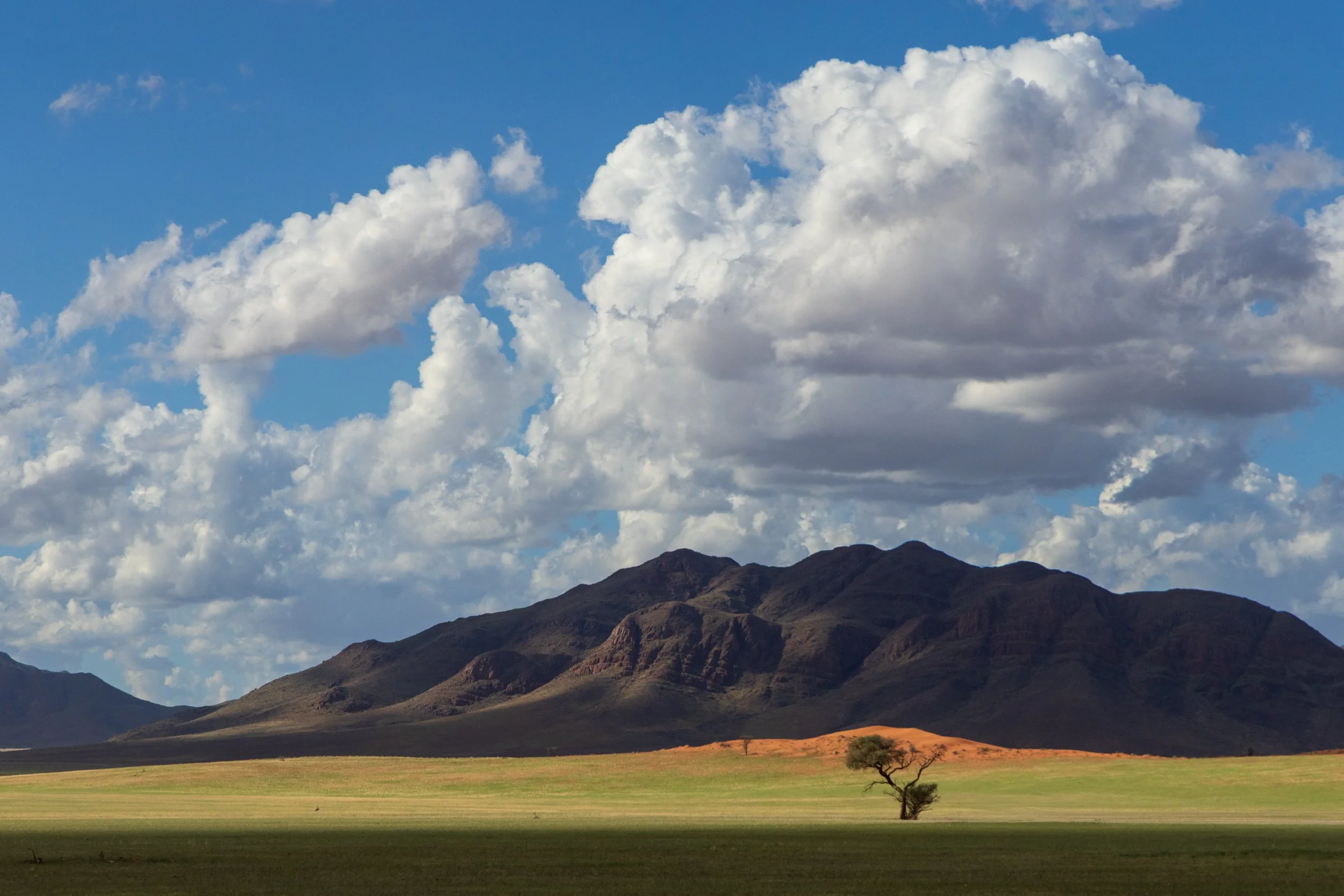 Lone tree no.4