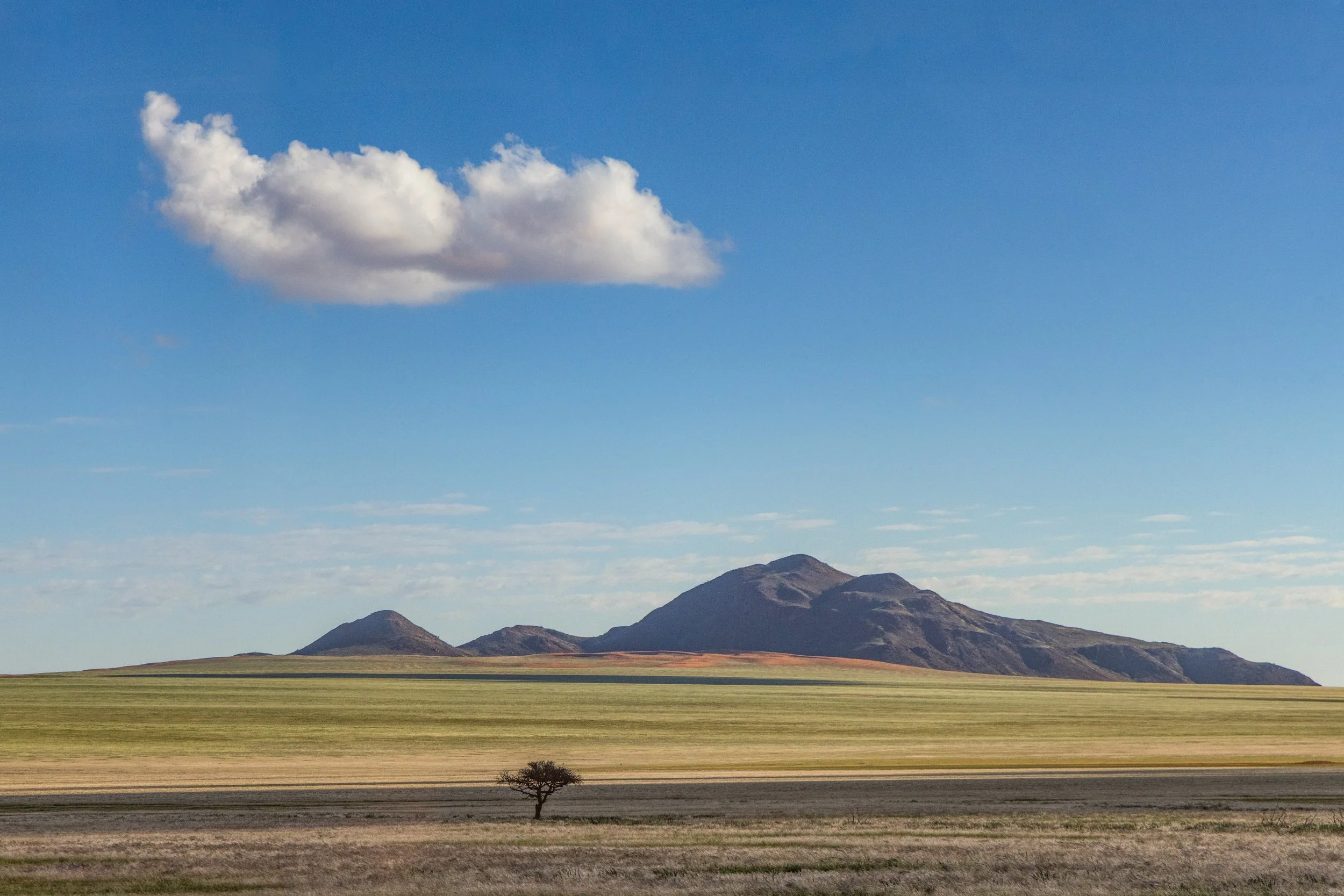 Lone tree no.2