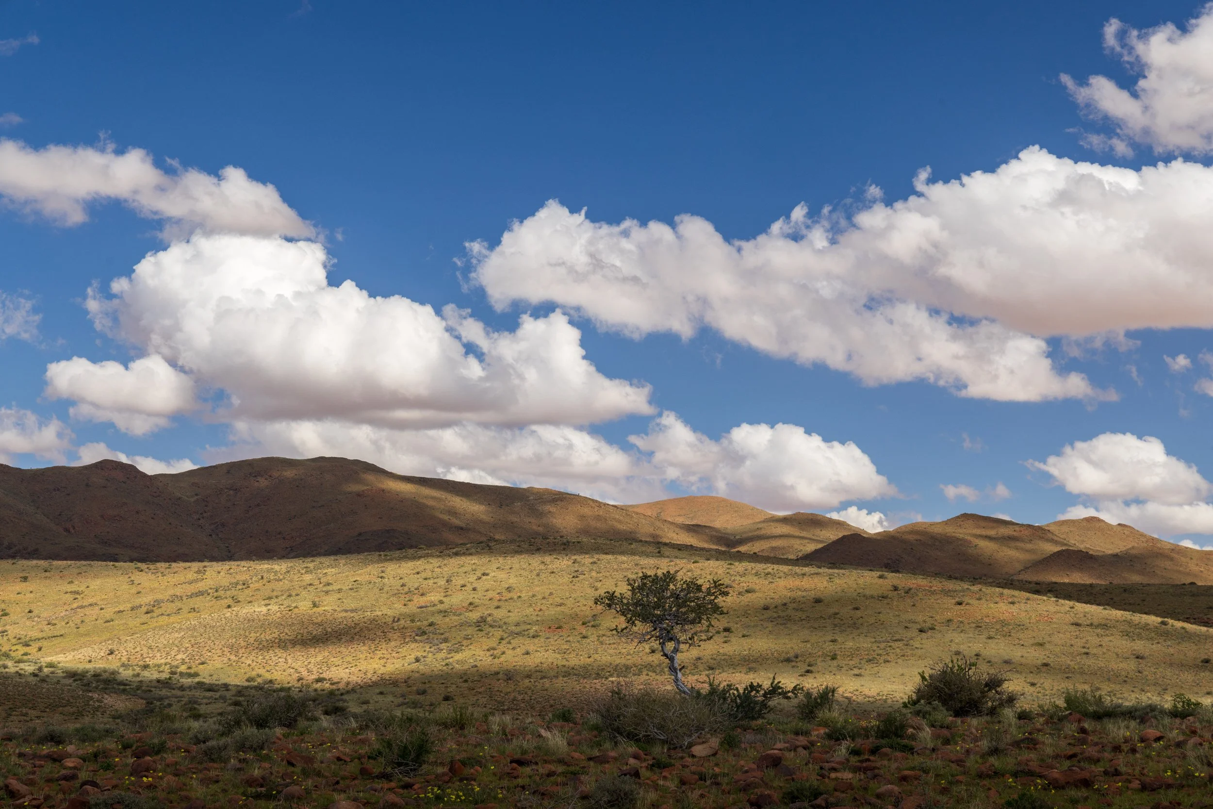 Lone tree no.3