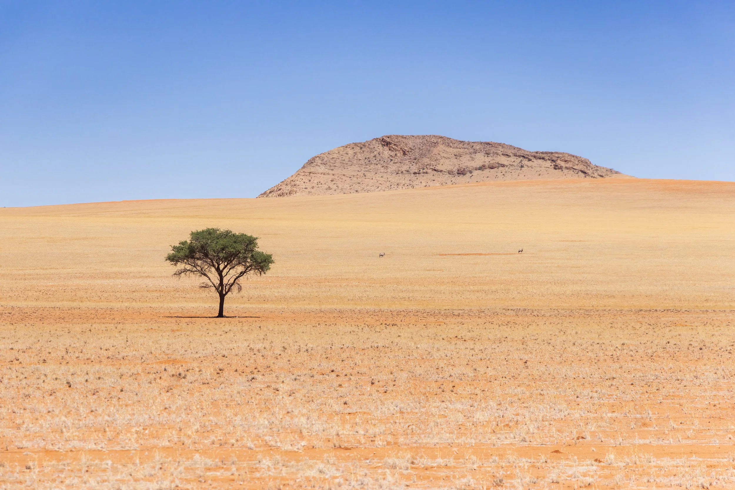 Lone tree no.1