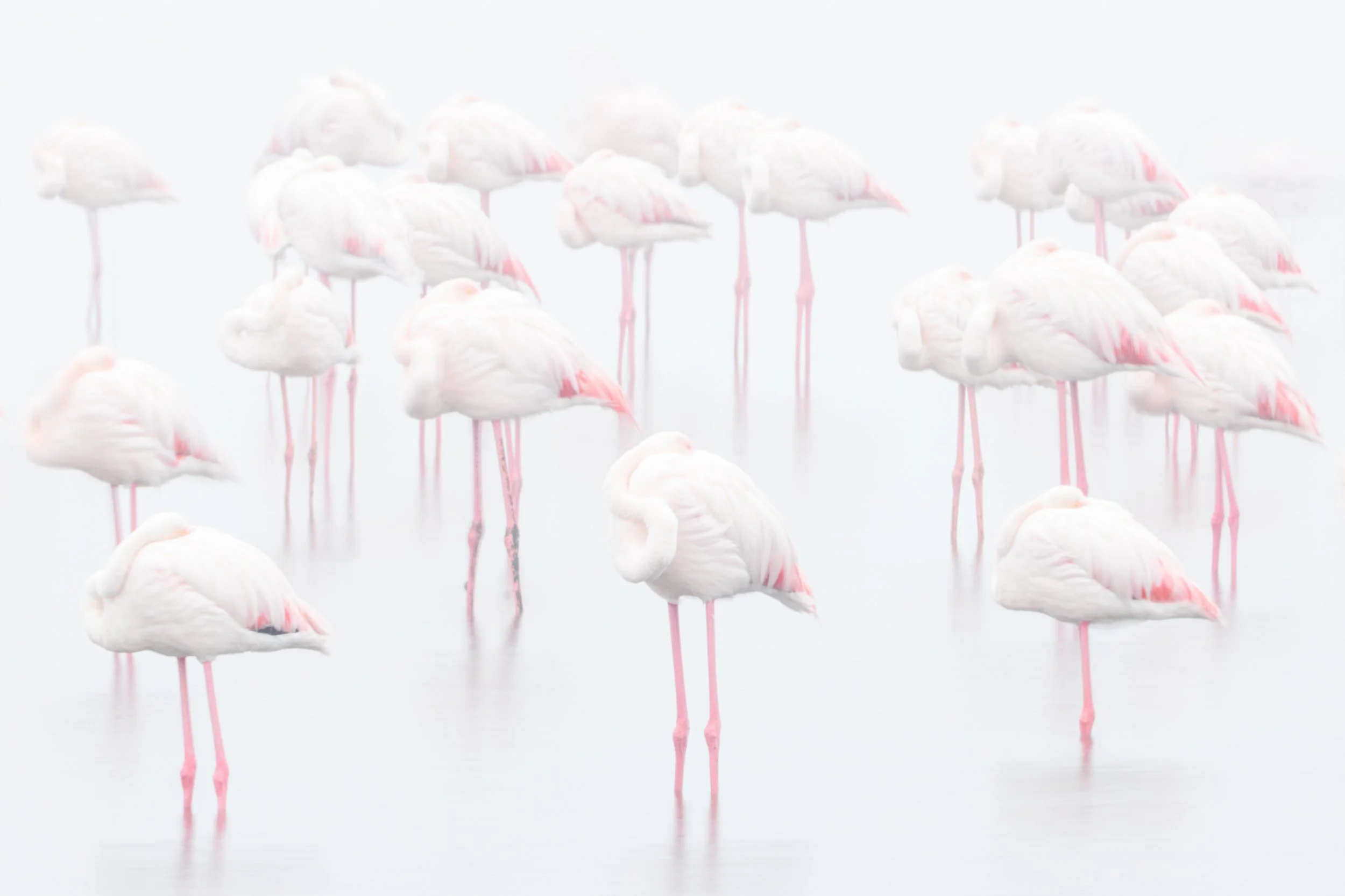 Flamingoes in the mist