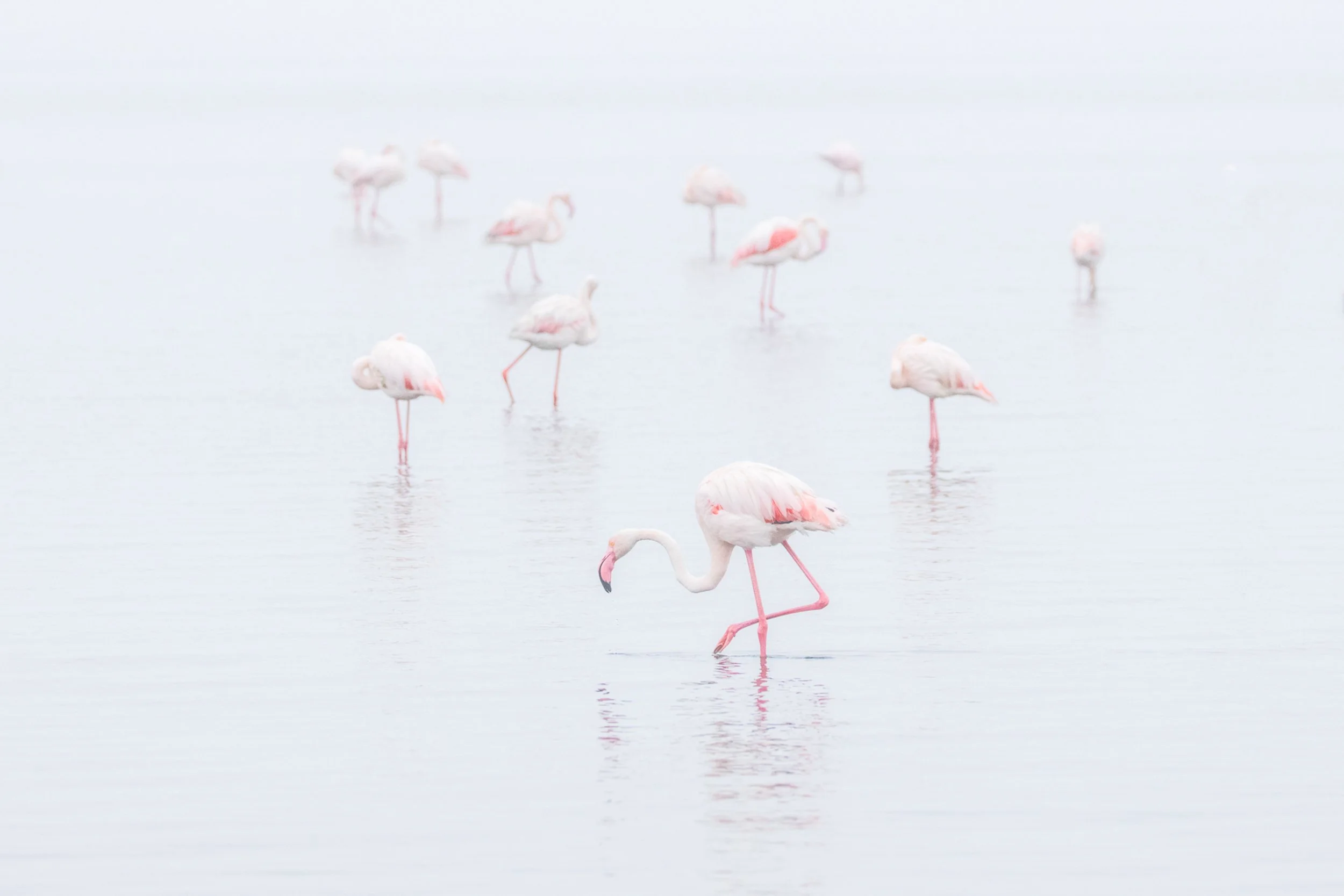 Flamingoes in the mist