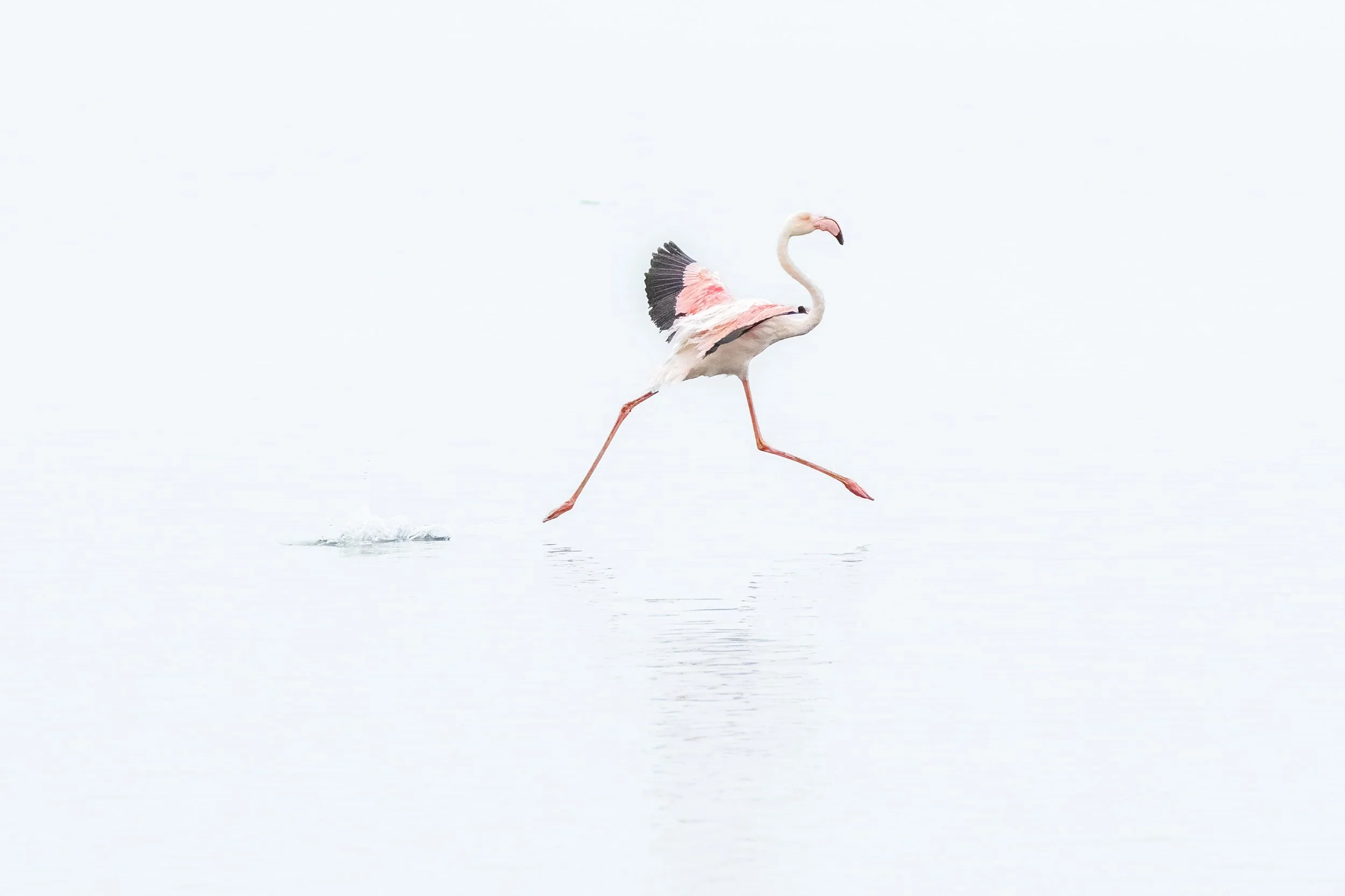 Flamingoes in the mist