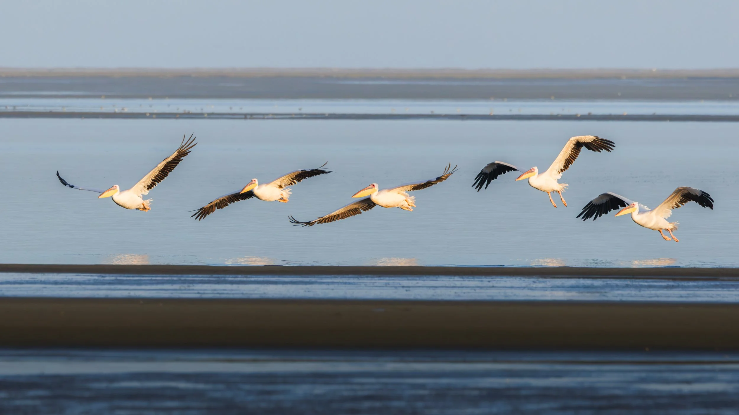 Pelican flight