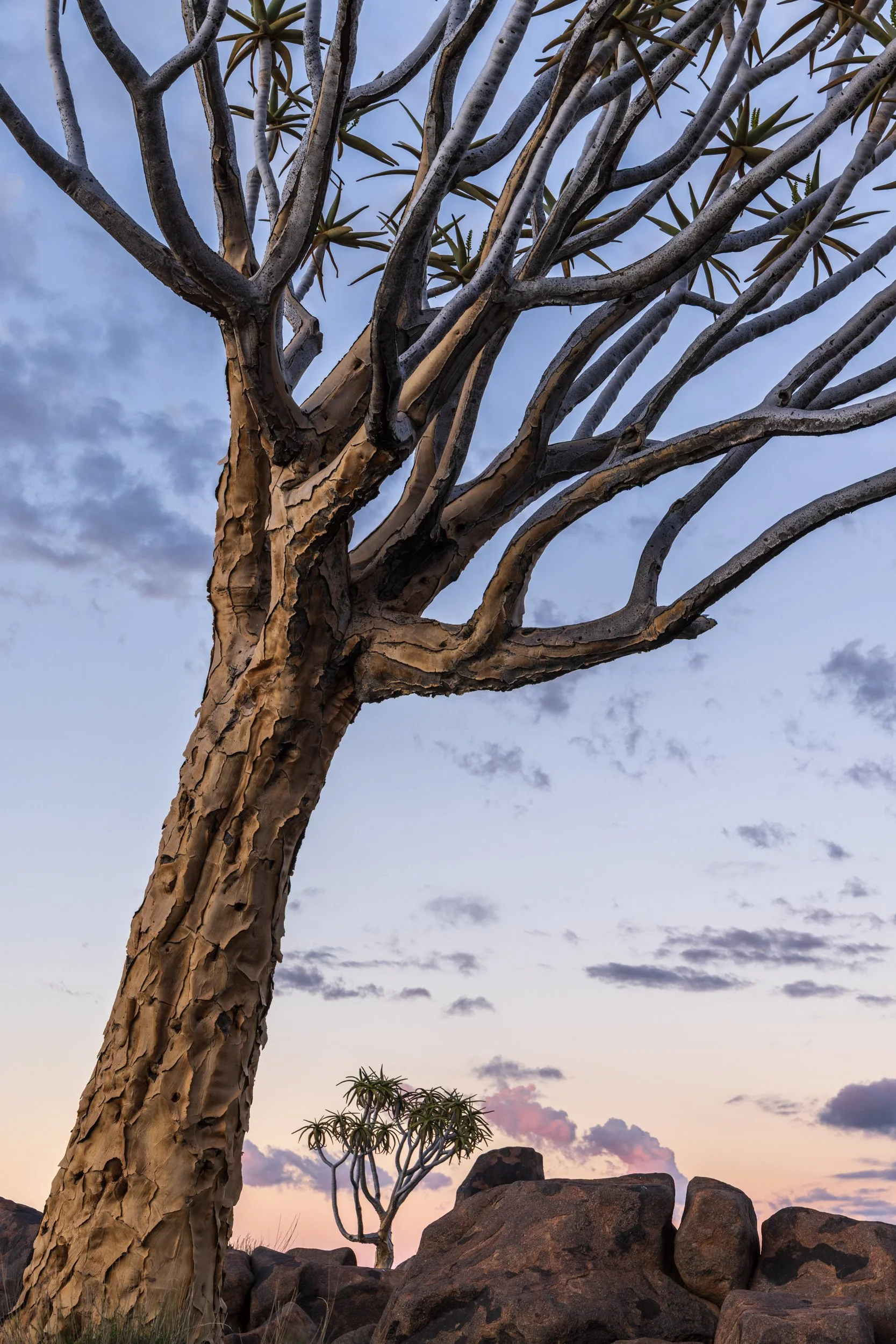 Quiver tree shapes