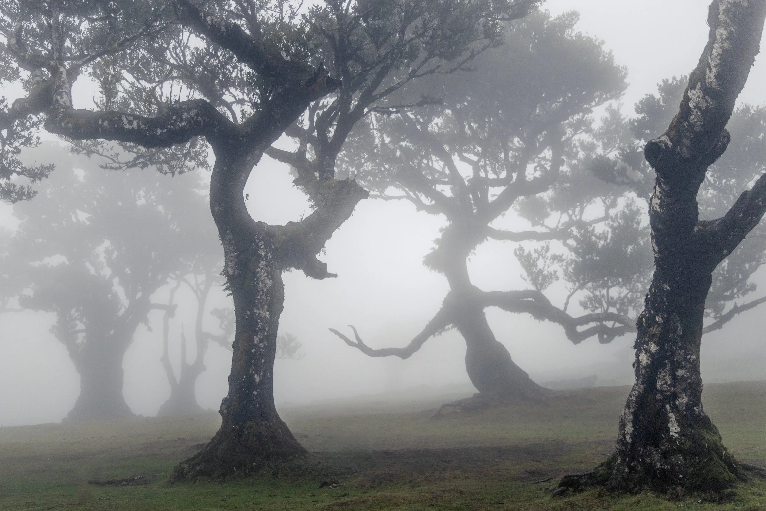 Fanal Forest, Madeira