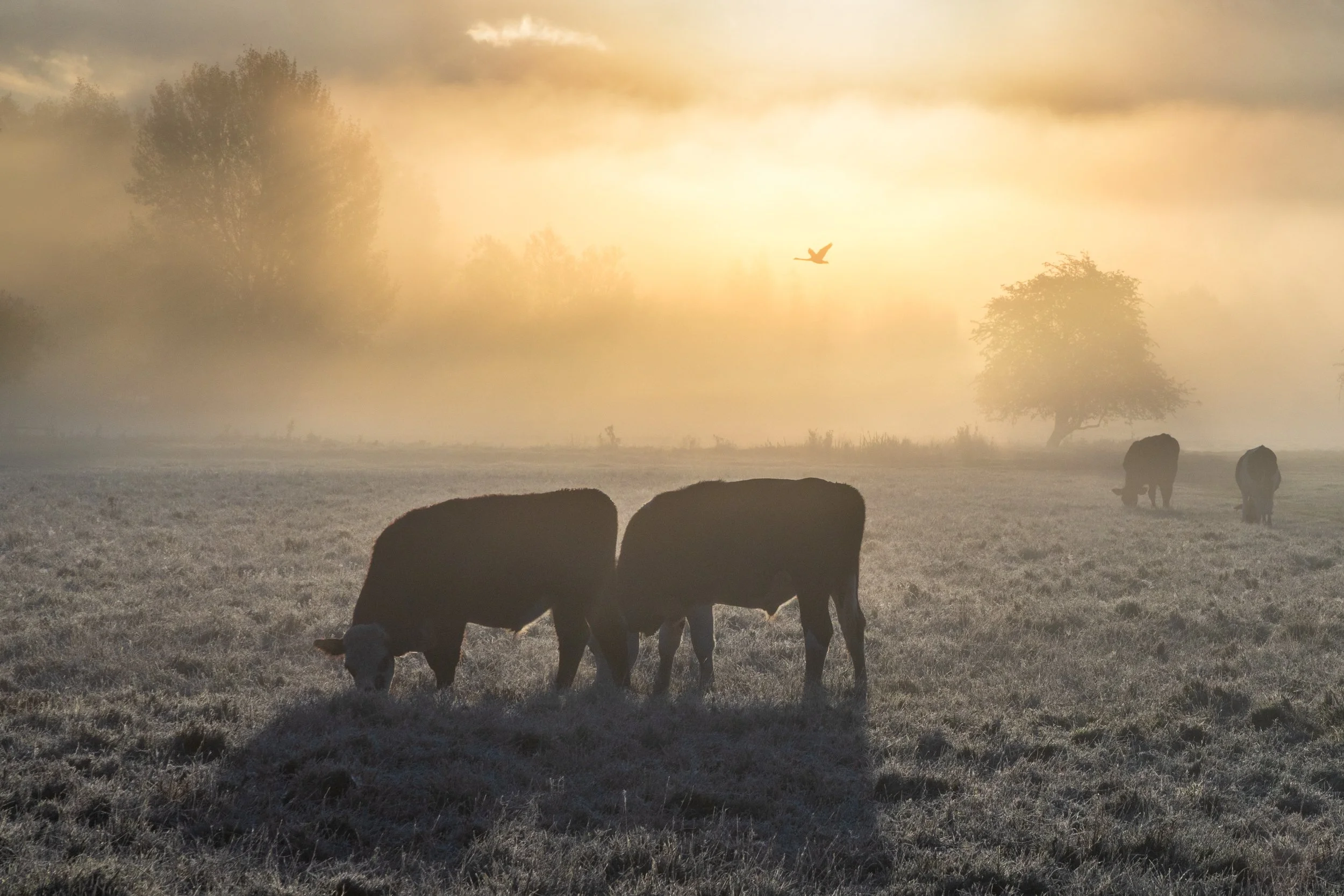 suffolk-2-2.jpg