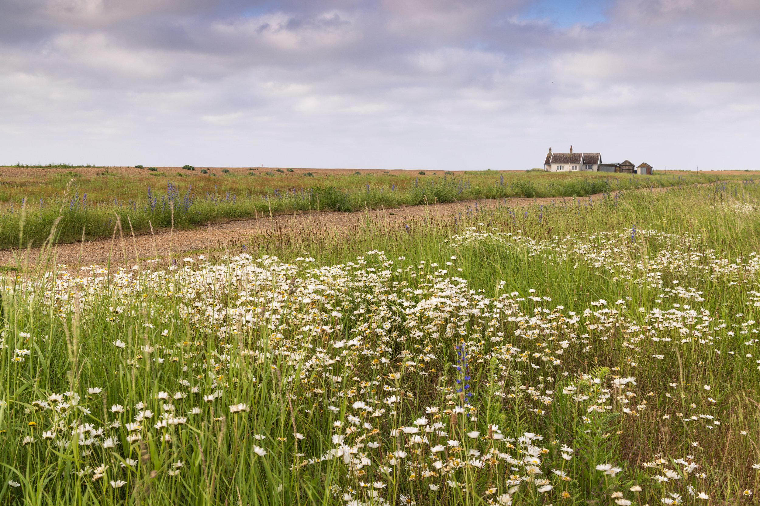 suffolk-6-2.jpg