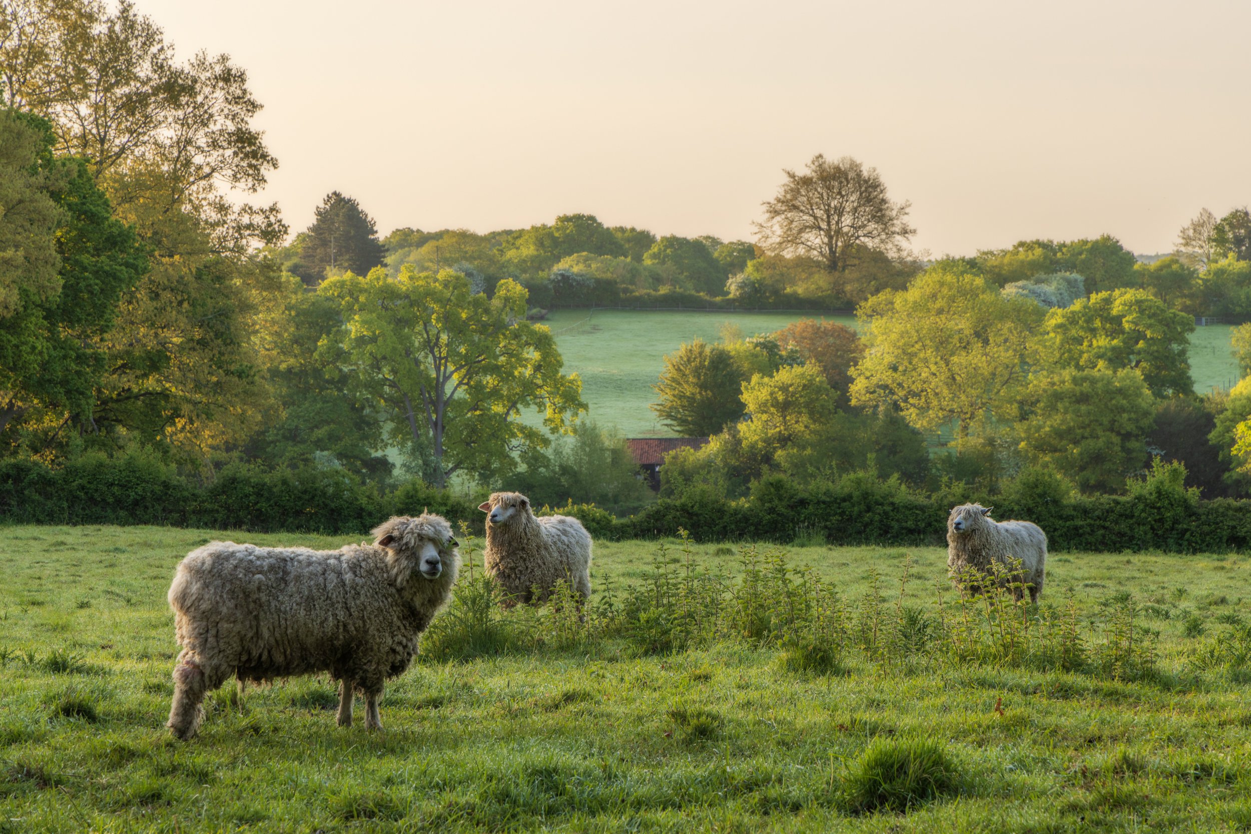 suffolk-11.jpg