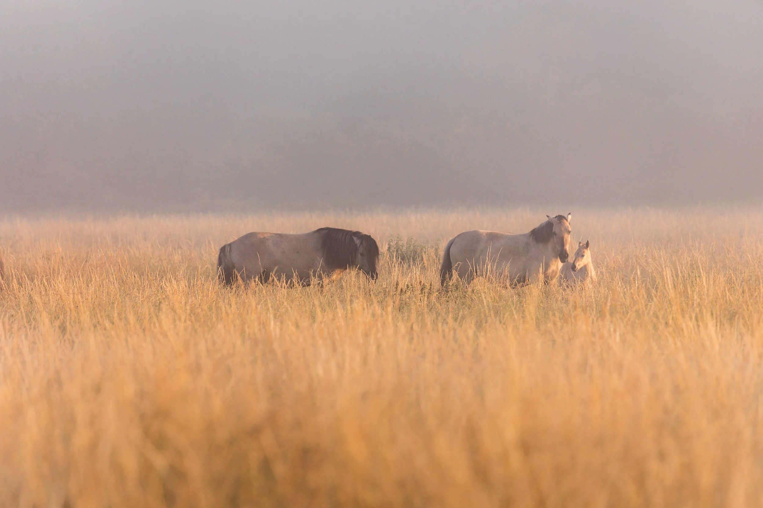 Chestnt group-32.jpg