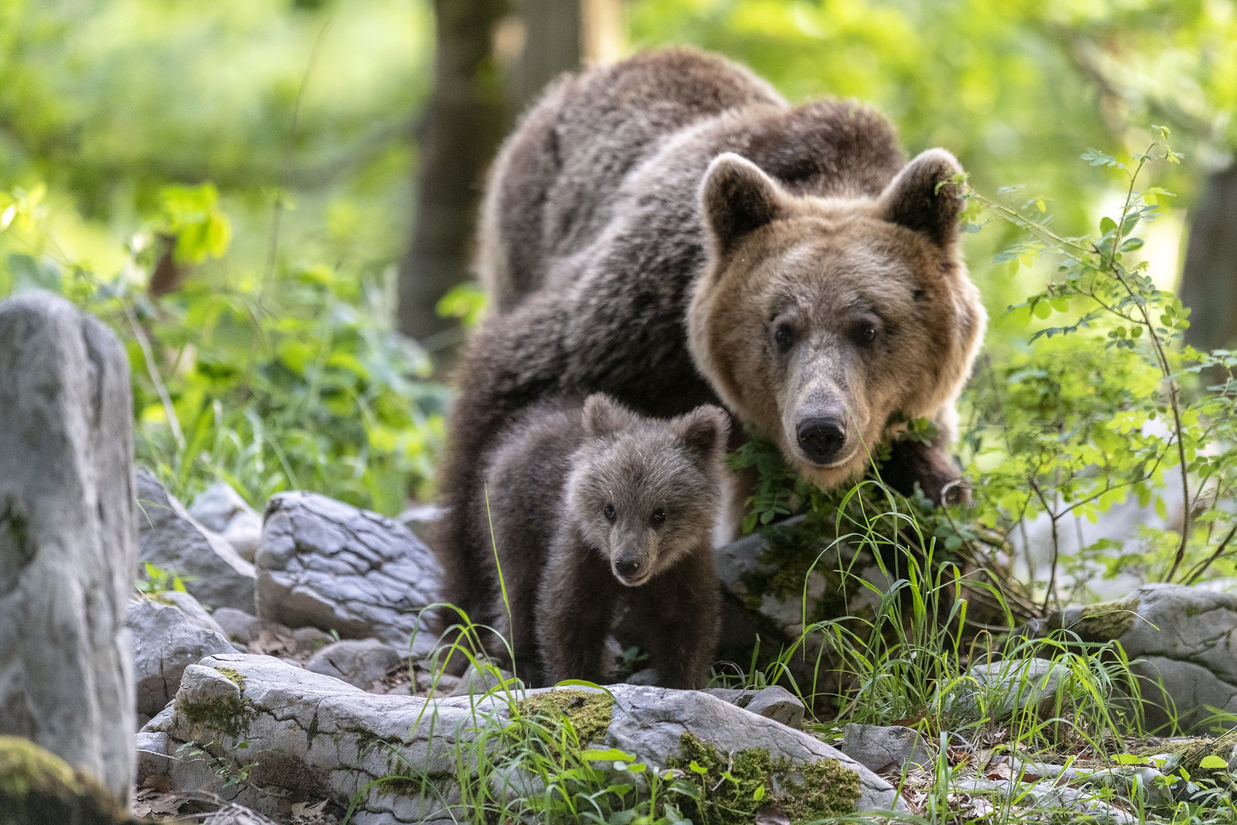 BEARS, BADGERS & BIRDS - SLOVENIA  /  June 23-26 2026