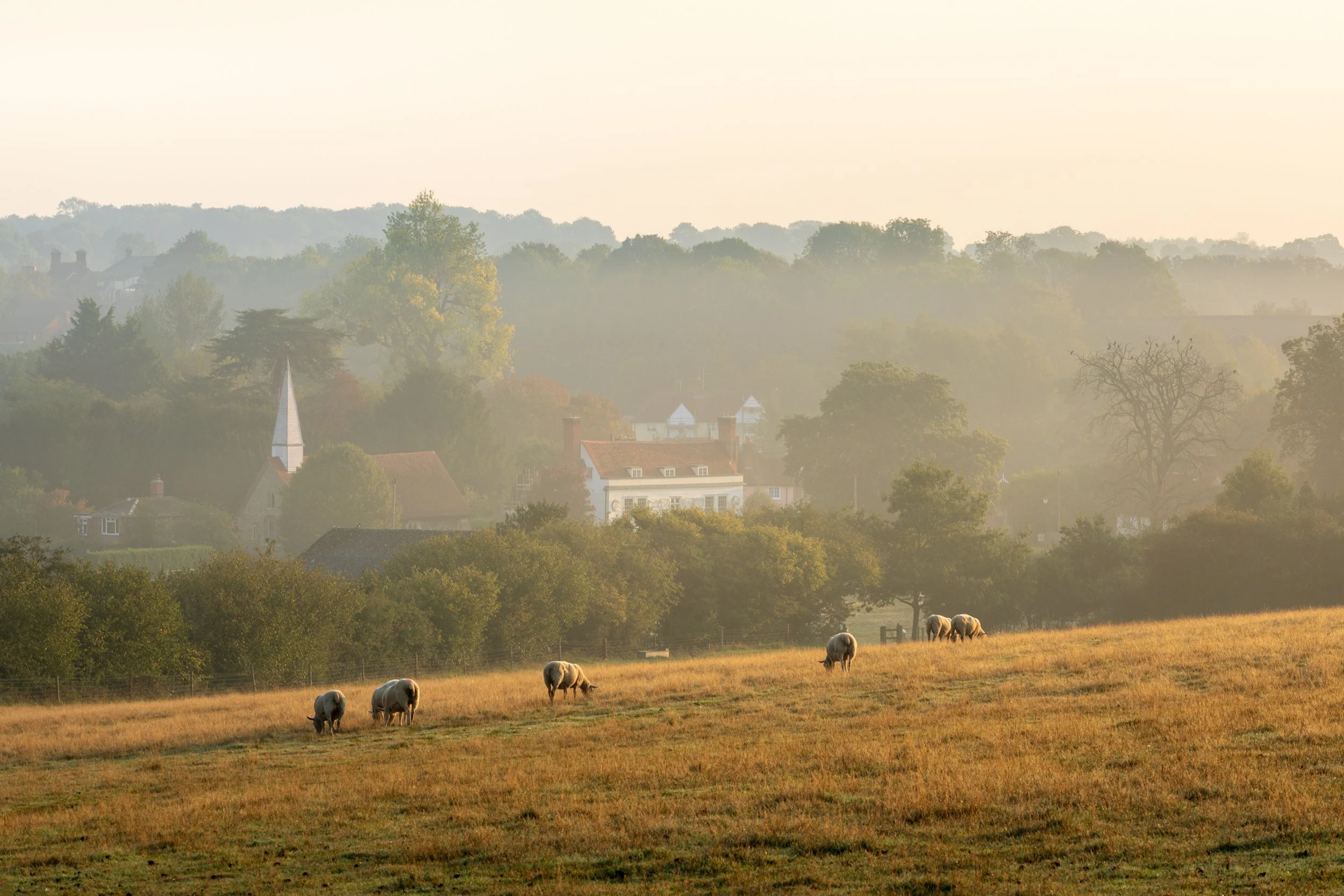 Essex-3.jpg
