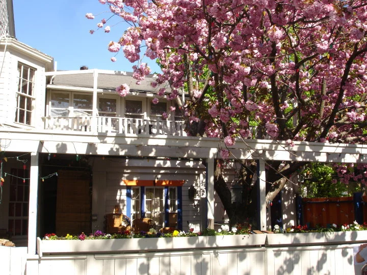 Perro_exterior_patio.jpg