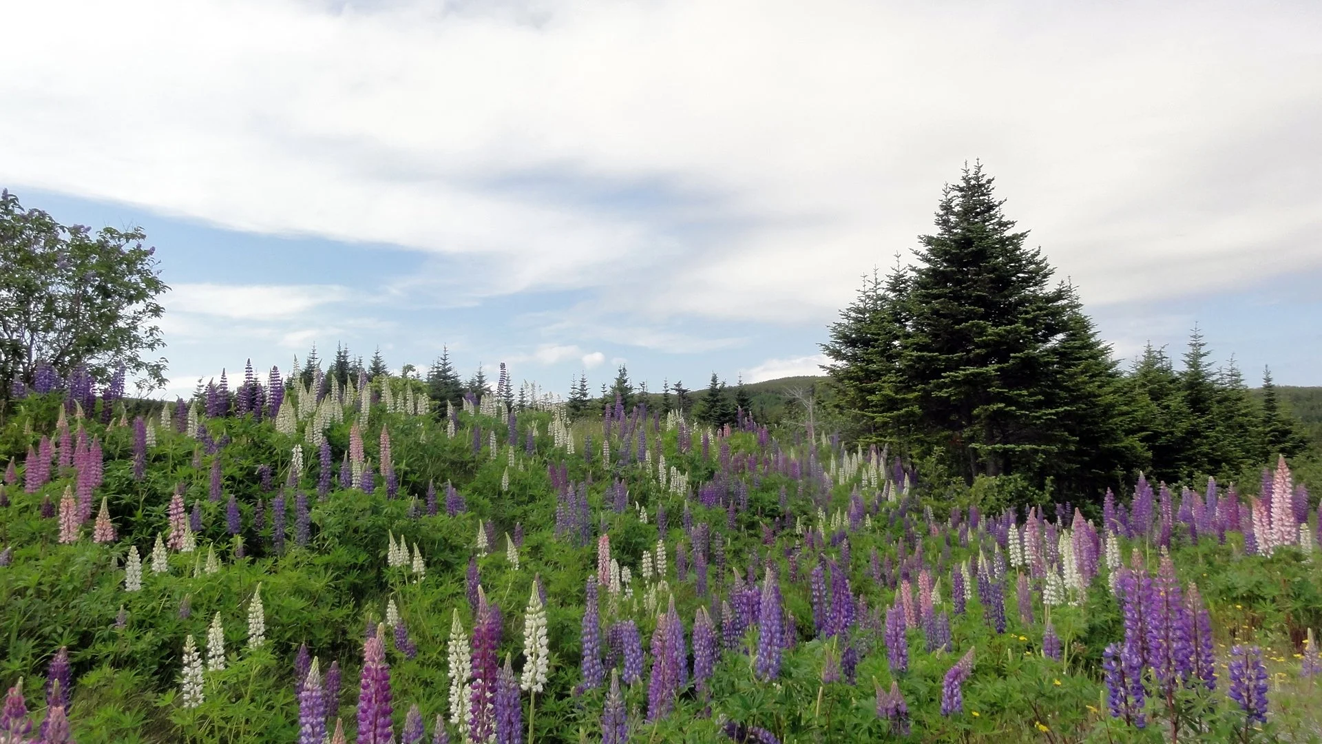 A lupin patch near Bauline.