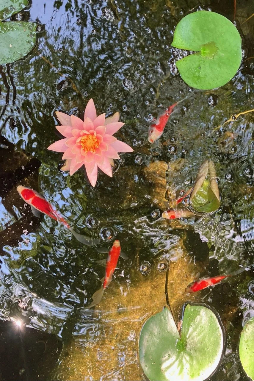 Asian Brush Painting: Water Lillies and Koi Fish 