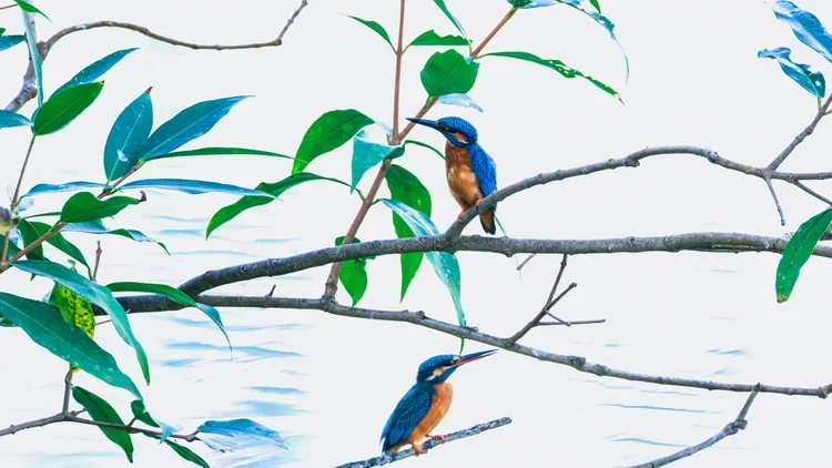 8/1—ASIAN BRUSH PAINTNG: Birds, Butterflies & Flowers
