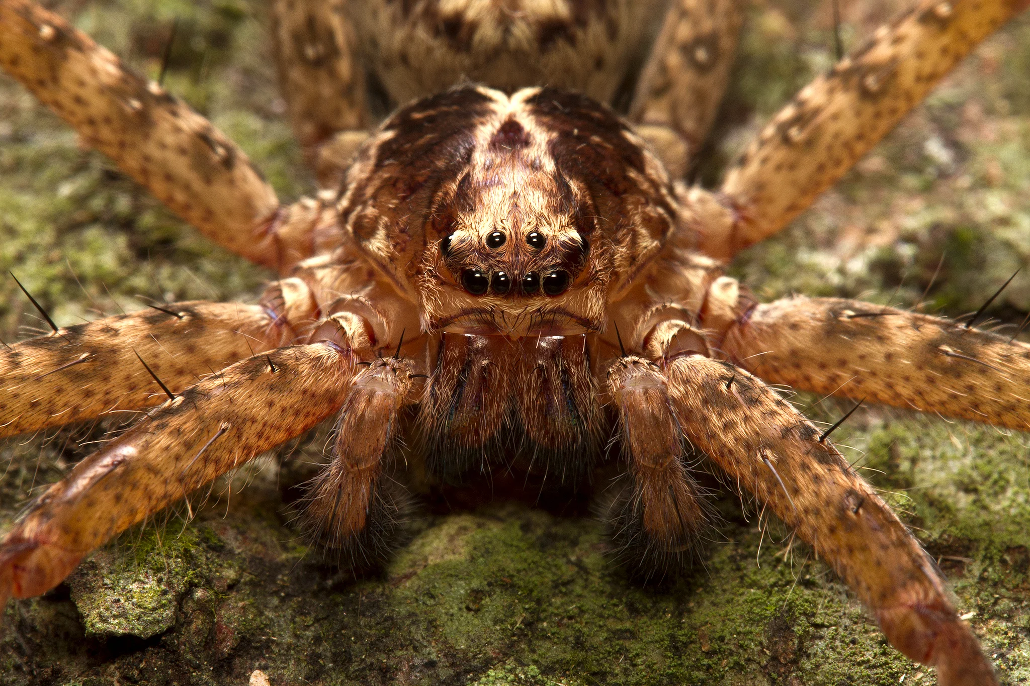 The Jungle Huntsman ( Heteropoda jugulans ) on a rainforest tree in Kuranda, QLD.
