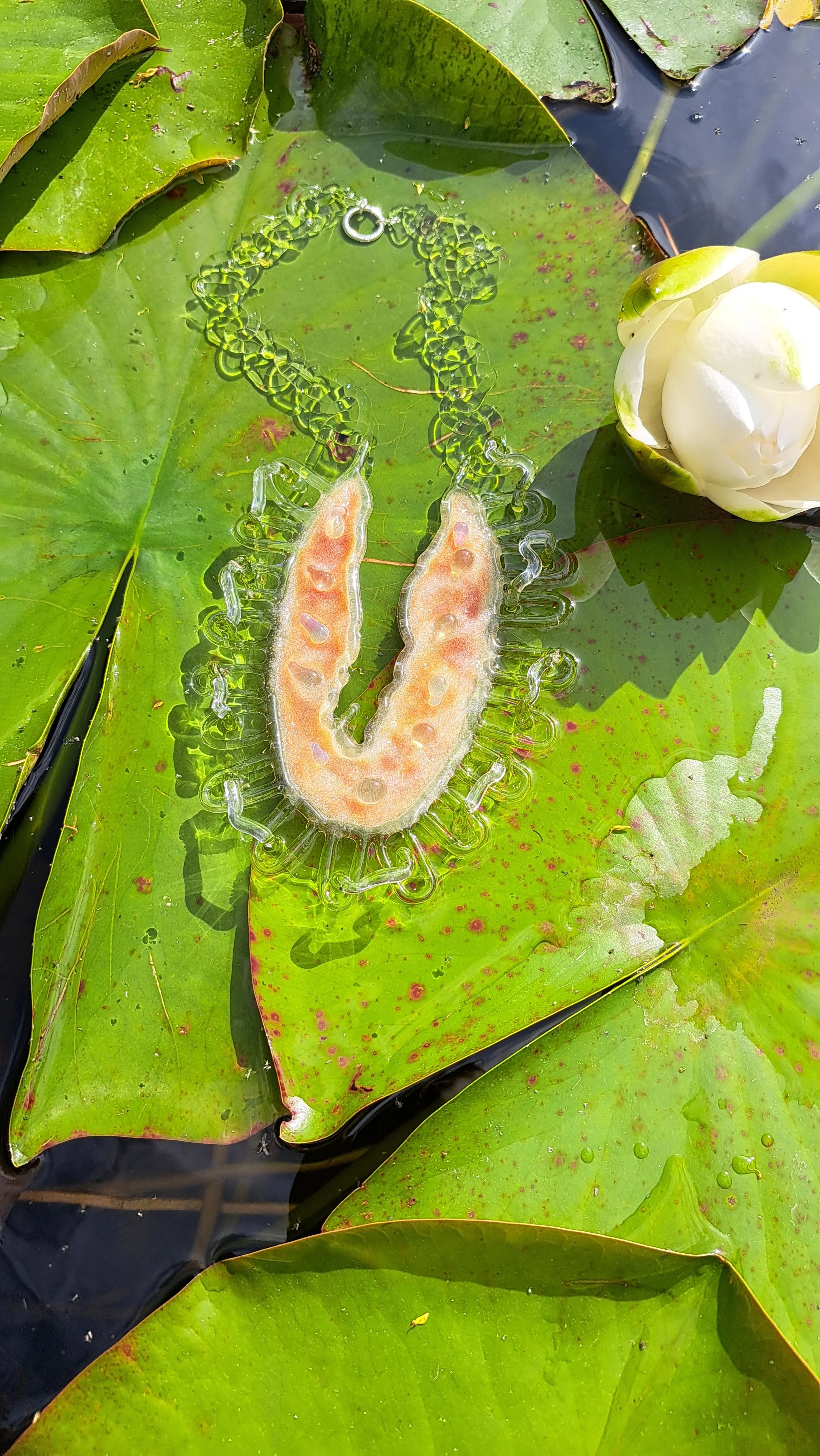 Striking Chrysalis (submerging).jpg