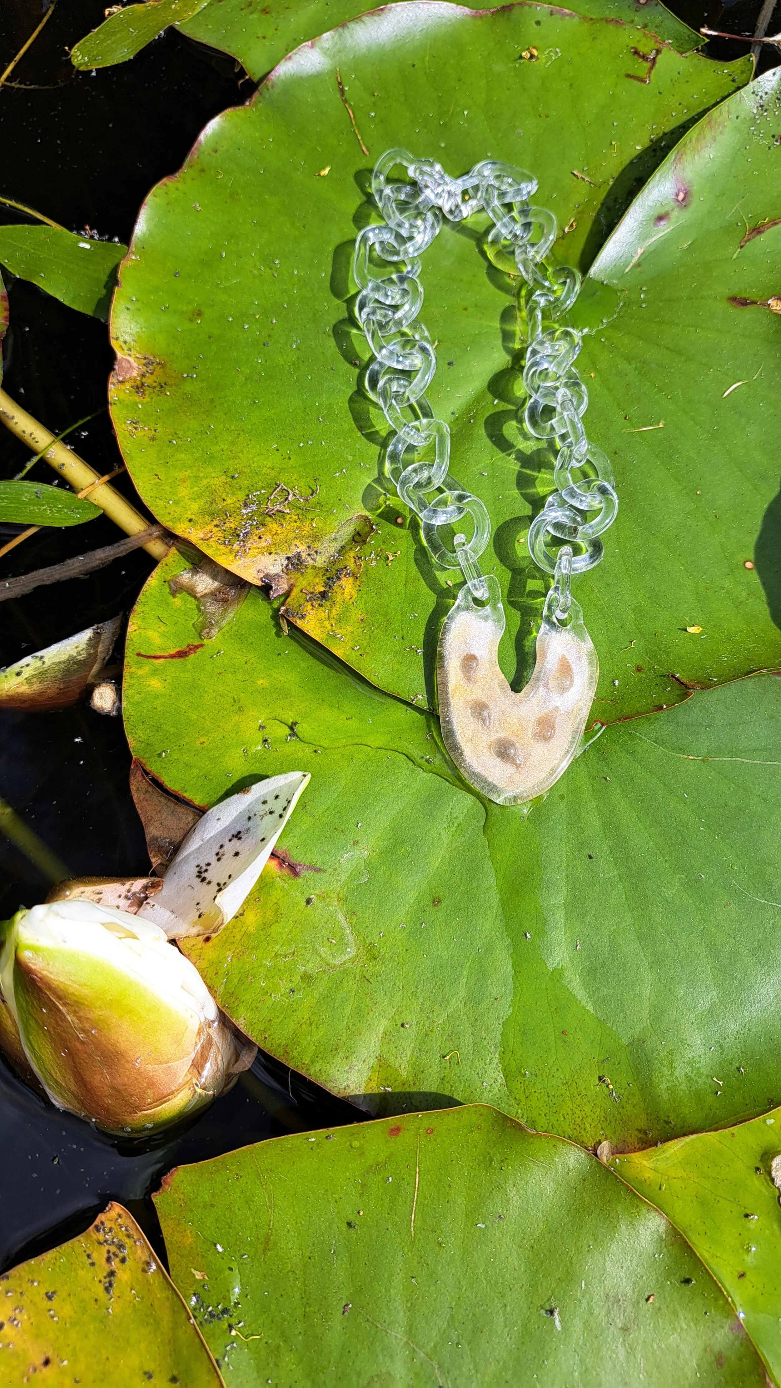 Cocoon (Champaign).jpg