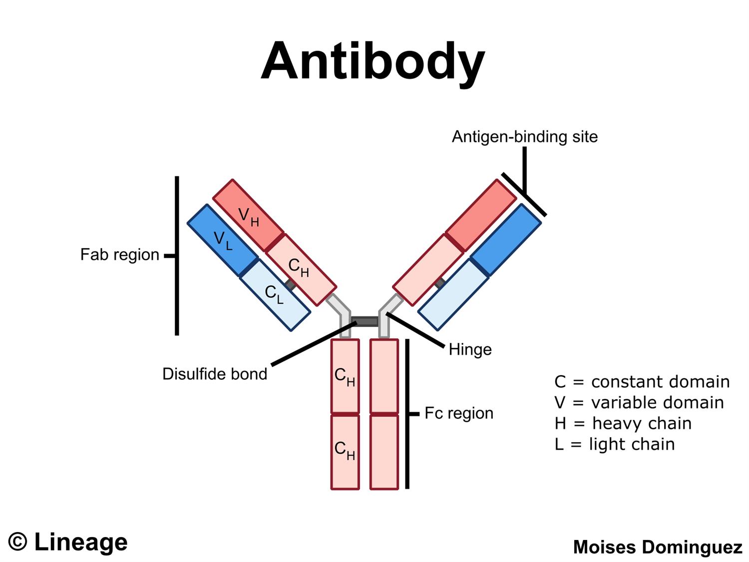 Immunodeficiency