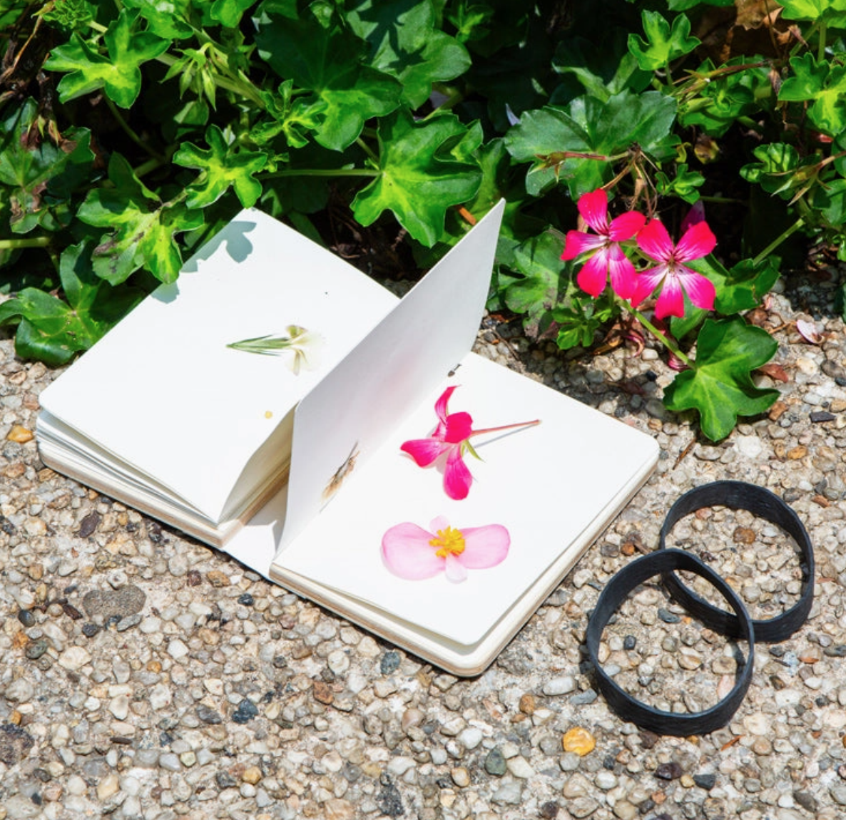 Screen Shot 2026-01-26 at 10.07.28 AM.png