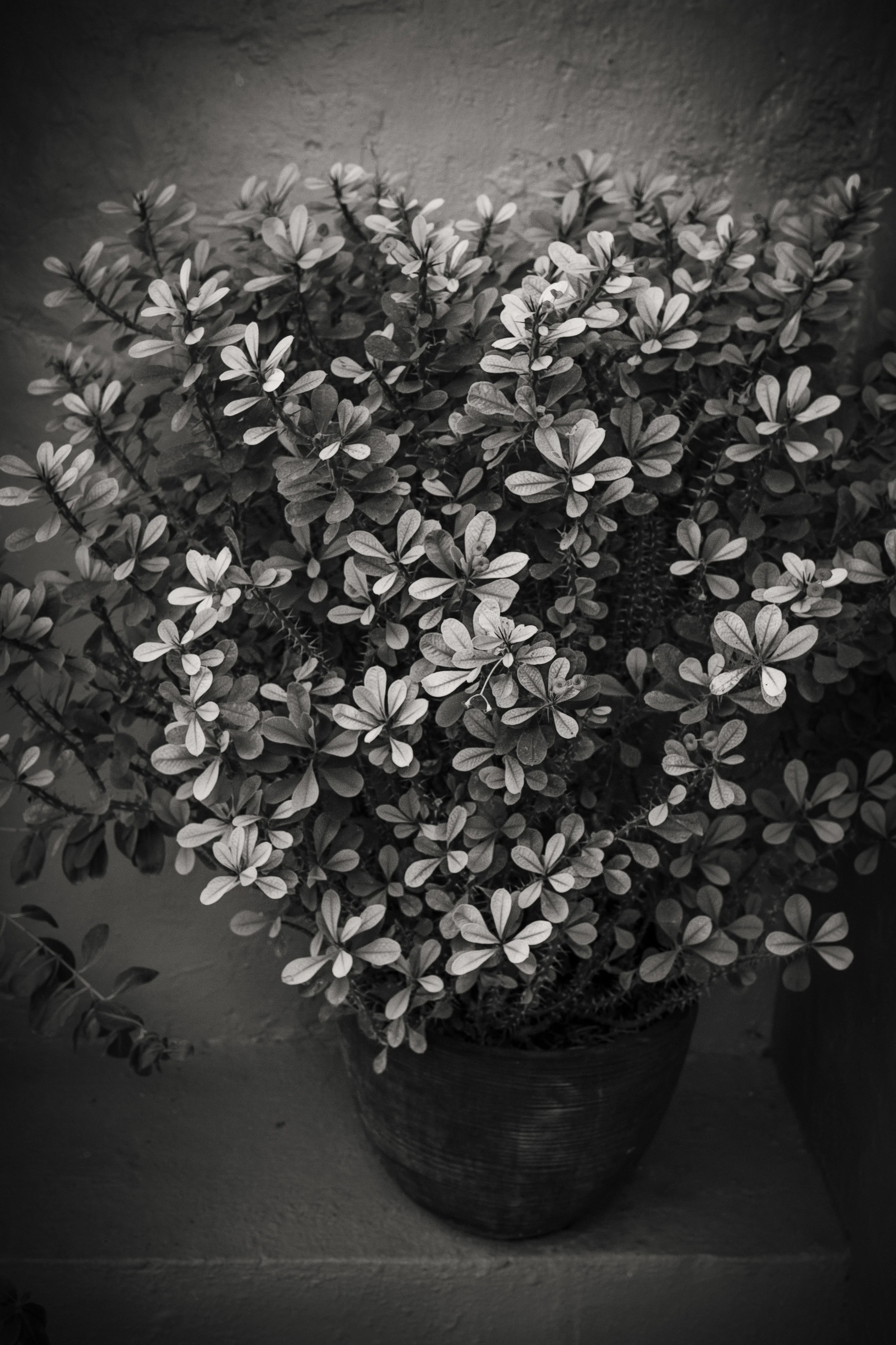 _G9A1036-Edit.jpg