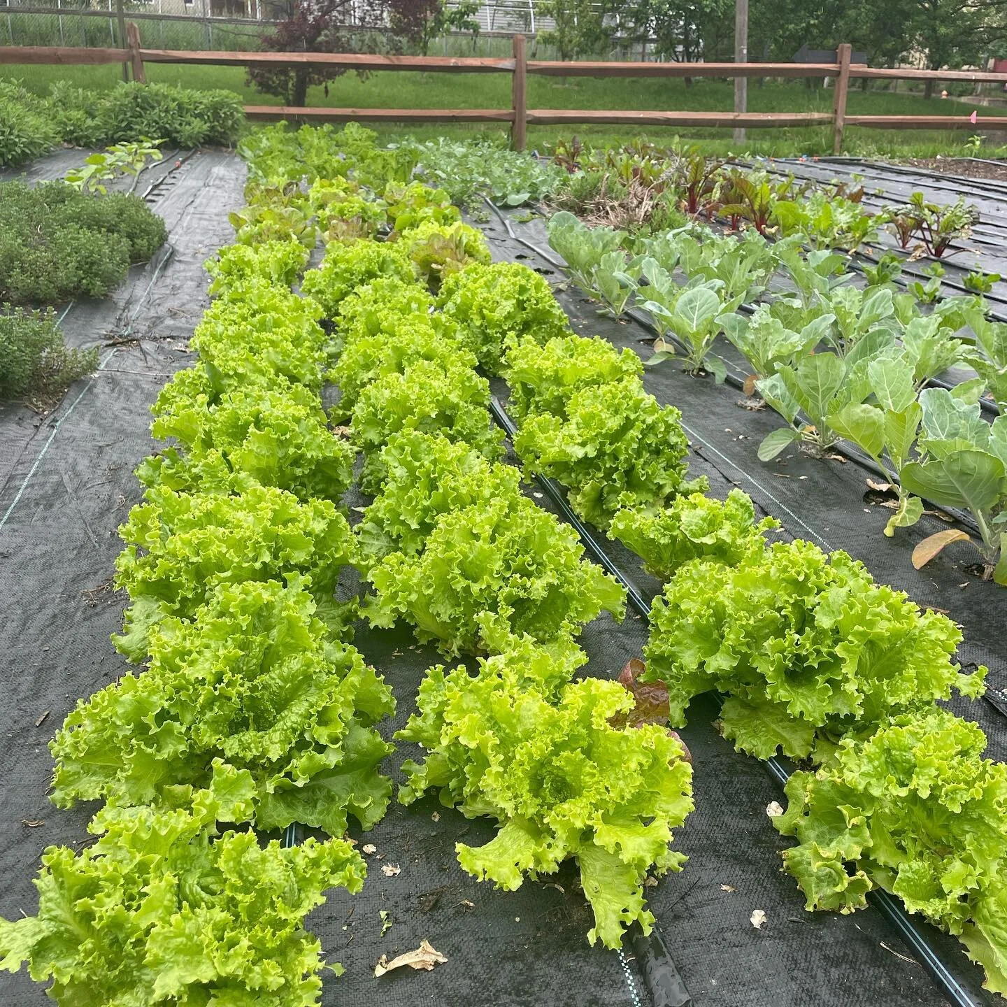 Come and get some greens! These bright lettuces are ready to be harvested in our U-Pick which is always FREE 🥬 

Stop by any time of day and harvest what you need and want 💚🌱

#upick #youpick #upickfarm #franklintonfarms